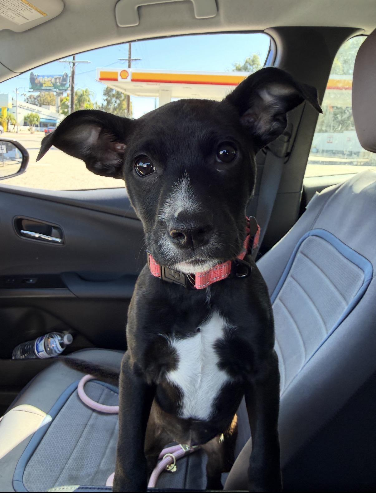 Enlarge Princess Oreo, an adopted mixed breed in Tarzana, CA image 1/4