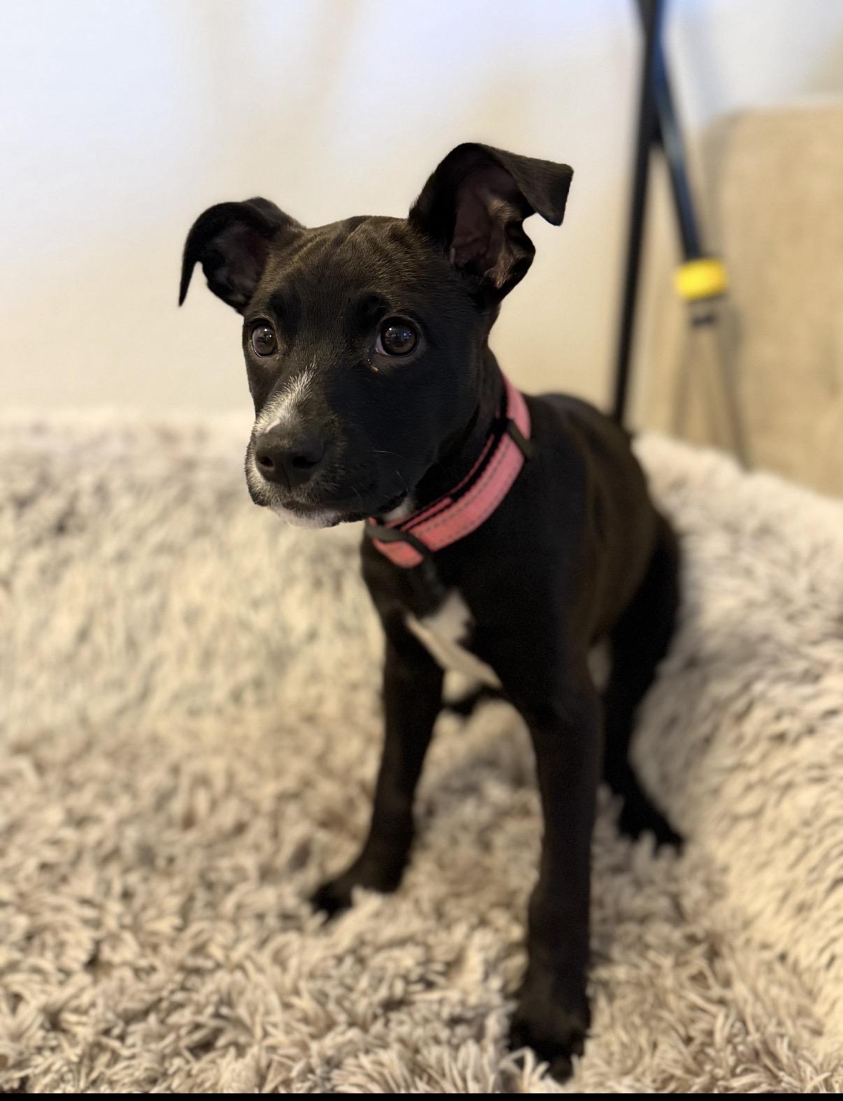 Enlarge Princess Oreo, an adopted mixed breed in Tarzana, CA image 4/4