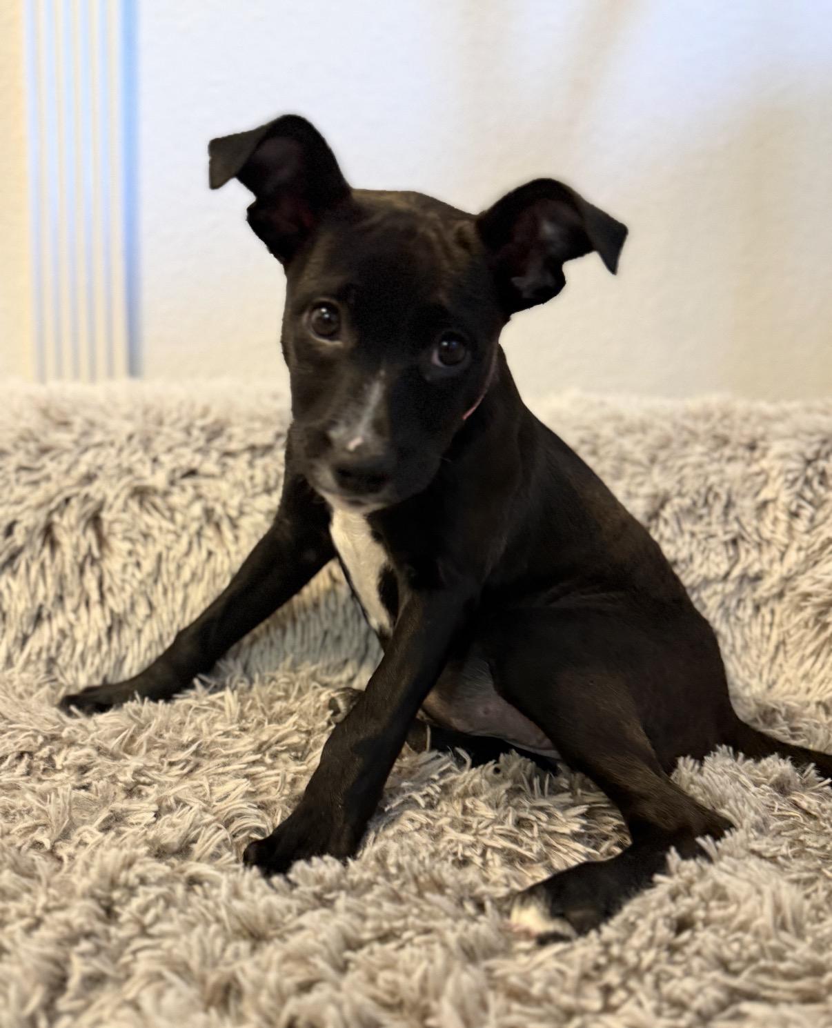 Enlarge Princess Oreo, an adopted mixed breed in Tarzana, CA image 3/4
