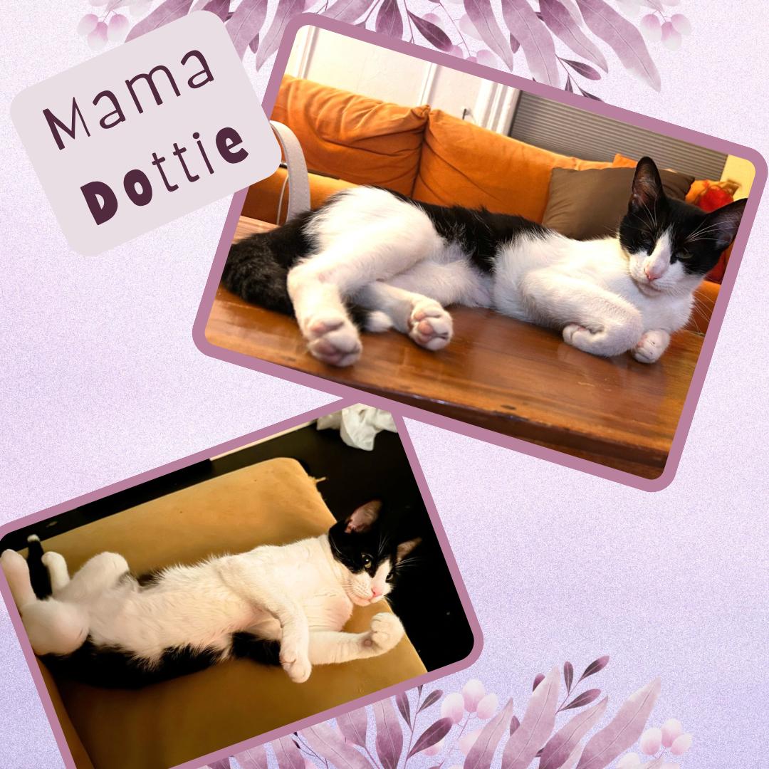 Dottie, Adopted, Young Female Domestic Short Hair.