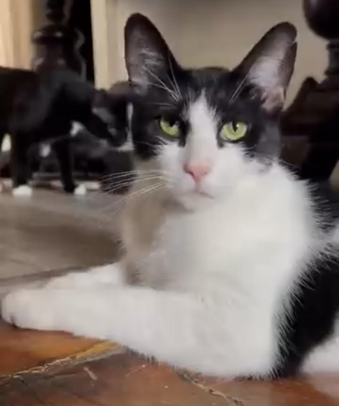 Enlarge Dottie, a Adopted Domestic Short Hair in Bronx, NY image 3/3