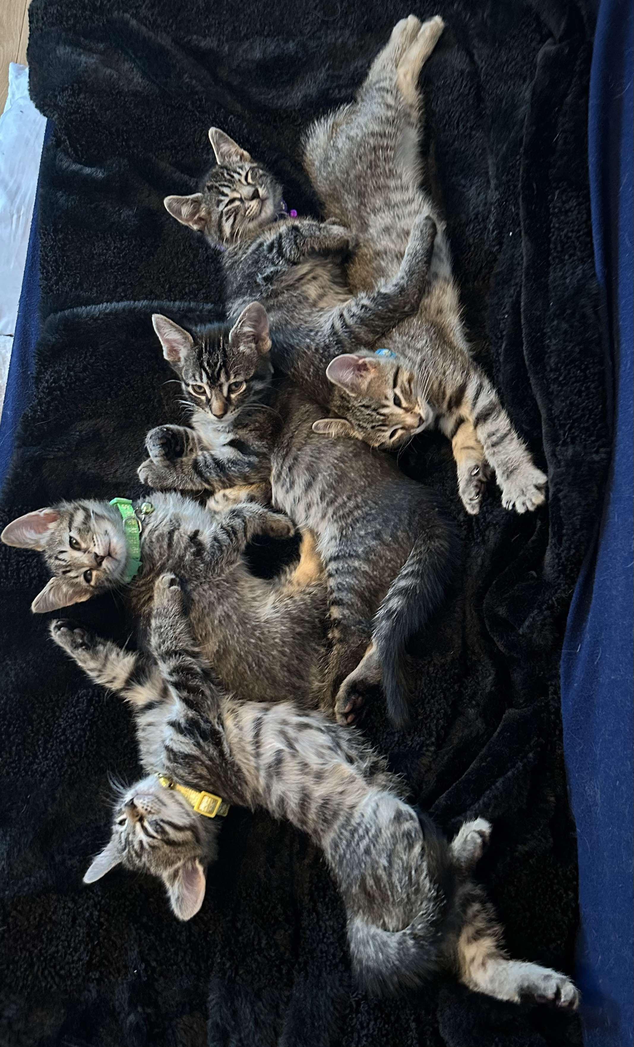 Sebastian - Sweet and affectionate 9 week young kitten