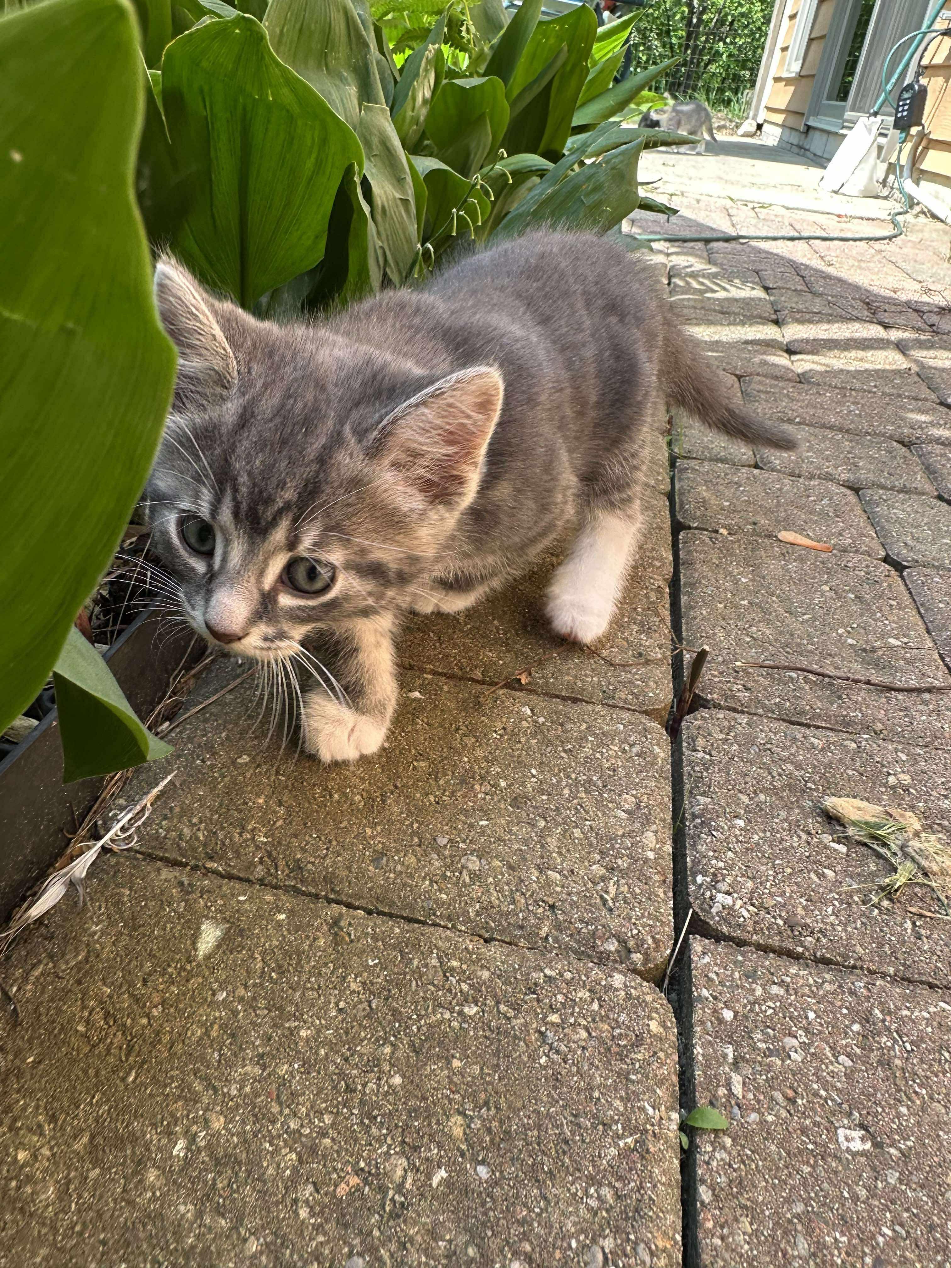 Sebastian - Sweet and affectionate 9 week young kitten