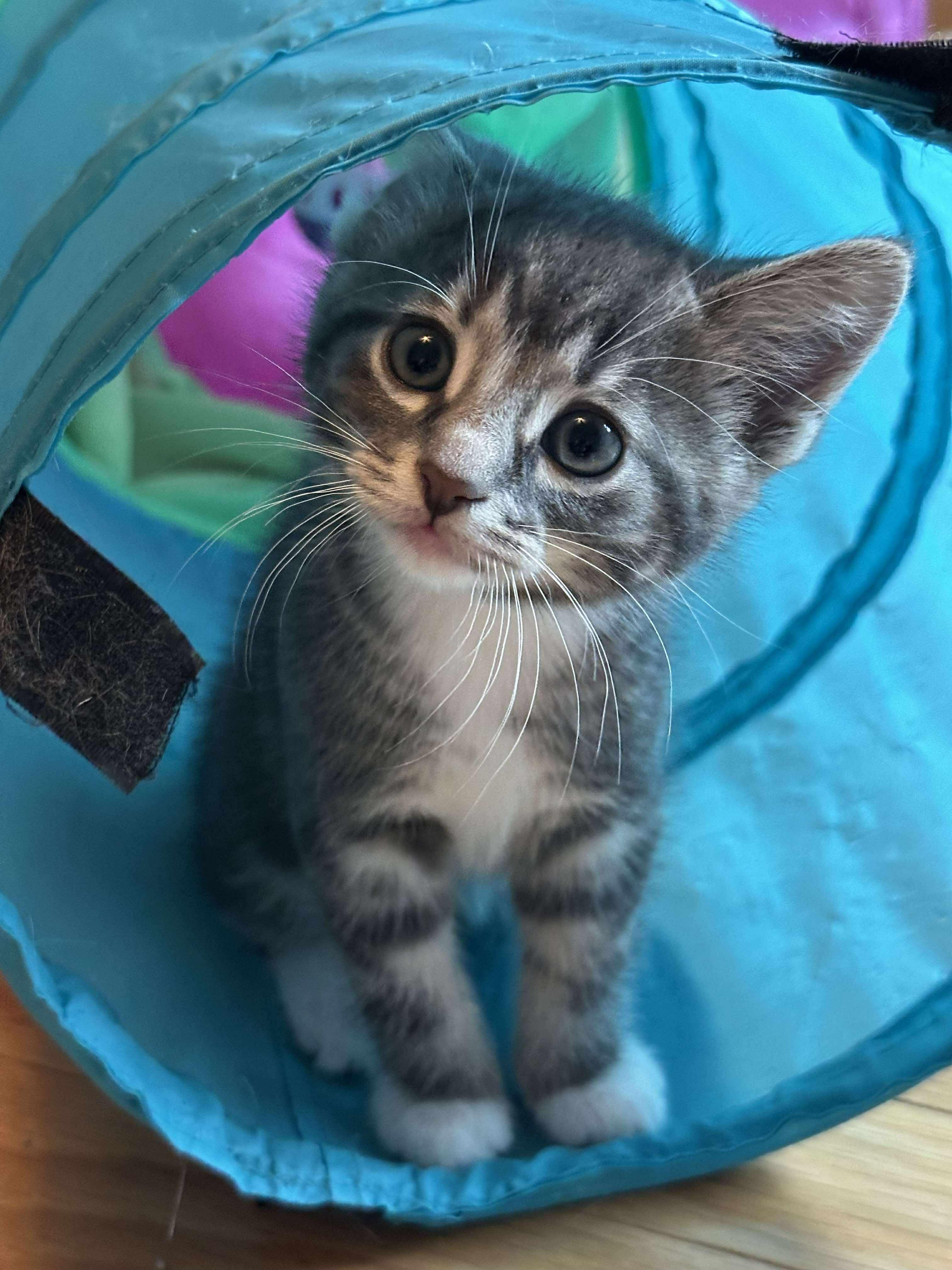 Sebastian - Sweet and affectionate 9 week young kitten