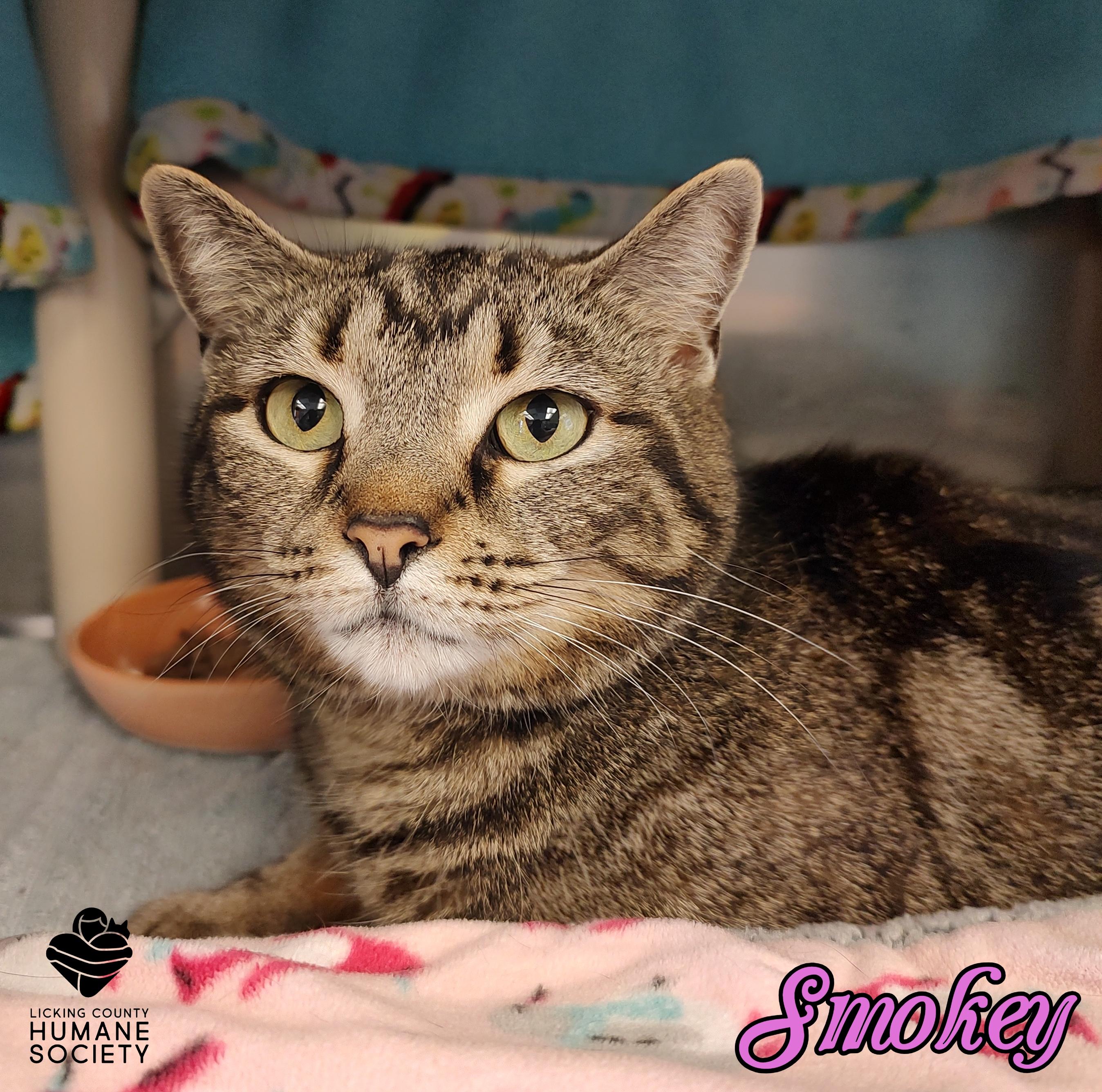 Smokey, Adoptable, Adult Female Domestic Short Hair.