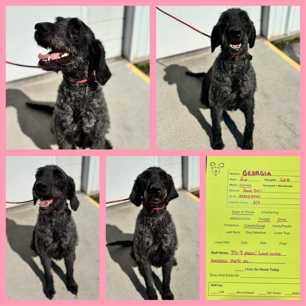 Georgia , Adopted, Adult Female Standard Poodle.