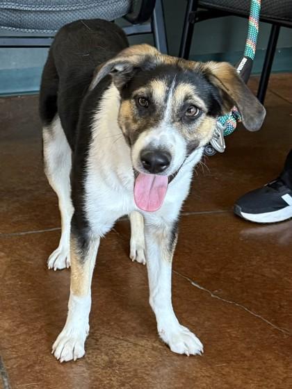 Nadia, Adoptable, Adult Female Mixed Breed & Mixed Breed.