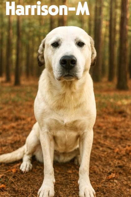 Harrison, Adoptable, Adult Male Great Pyrenees & Mixed Breed.