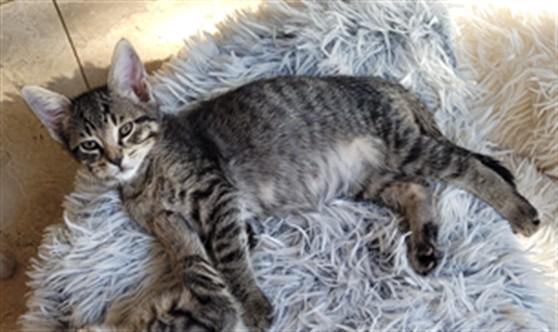 Jack Black A219729, Adopted, Kitten Male Domestic Short Hair.