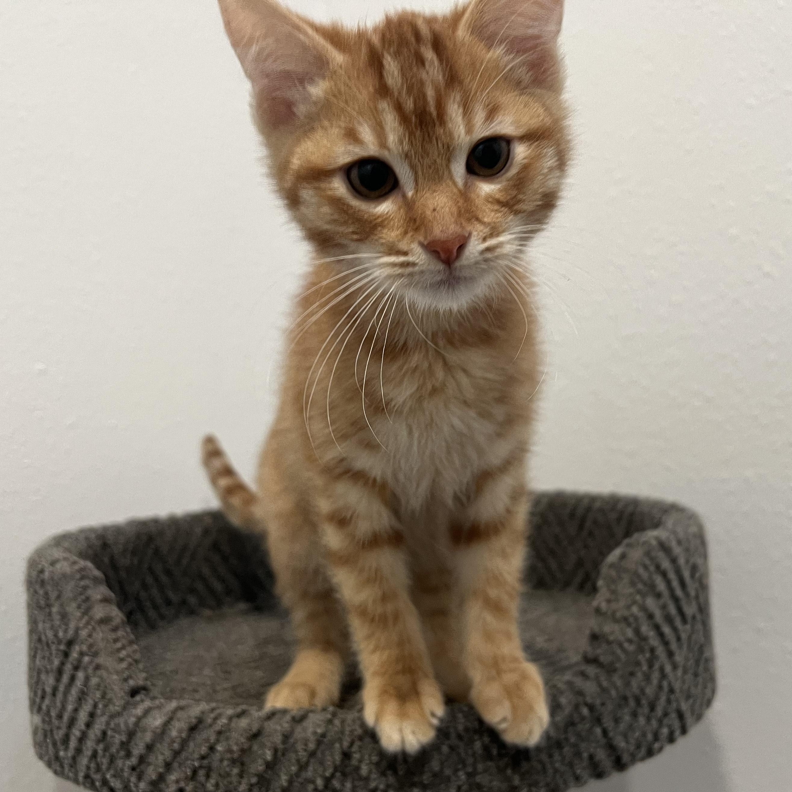 Pumpkin, Adoptable, Young Male Domestic Medium Hair.