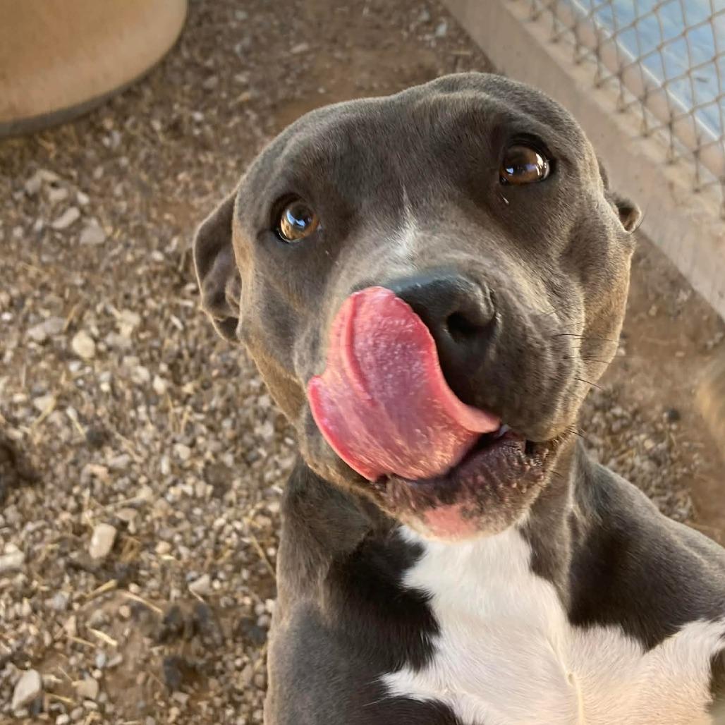 Penny, Adoptable, Young Female Mixed Breed.