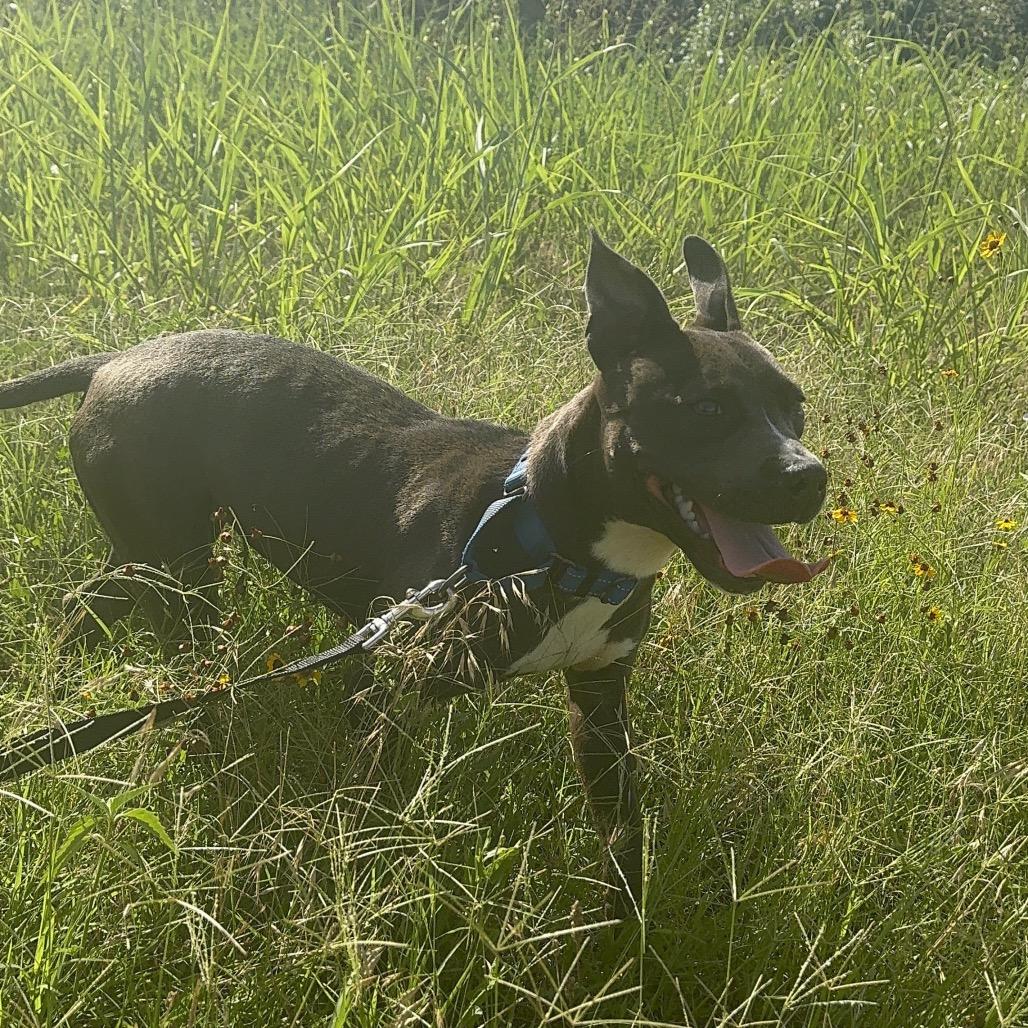 Enlarge Penny, a Adoptable Mixed Breed in Pauls Valley, OK image 2/6