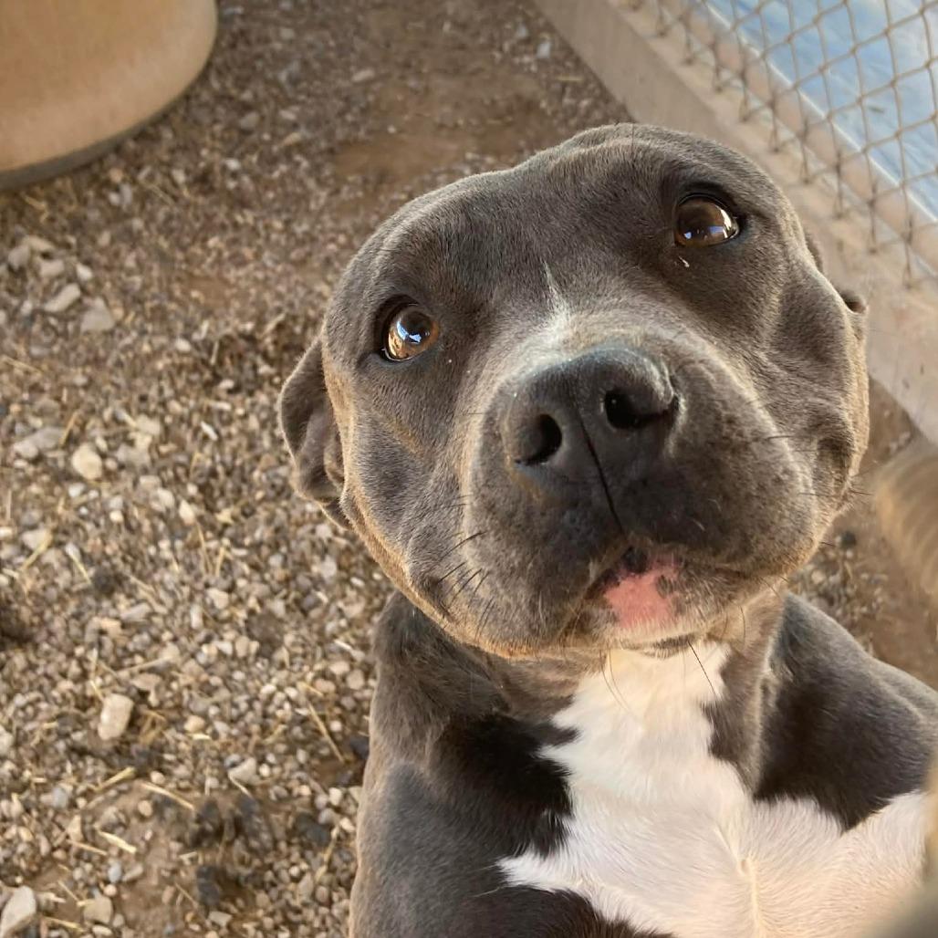 Enlarge Penny, a Adoptable Mixed Breed in Pauls Valley, OK image 3/6