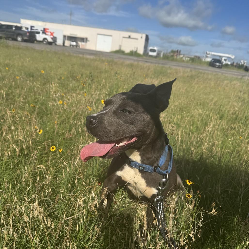 Enlarge Penny, a Adoptable Mixed Breed in Pauls Valley, OK image 4/6