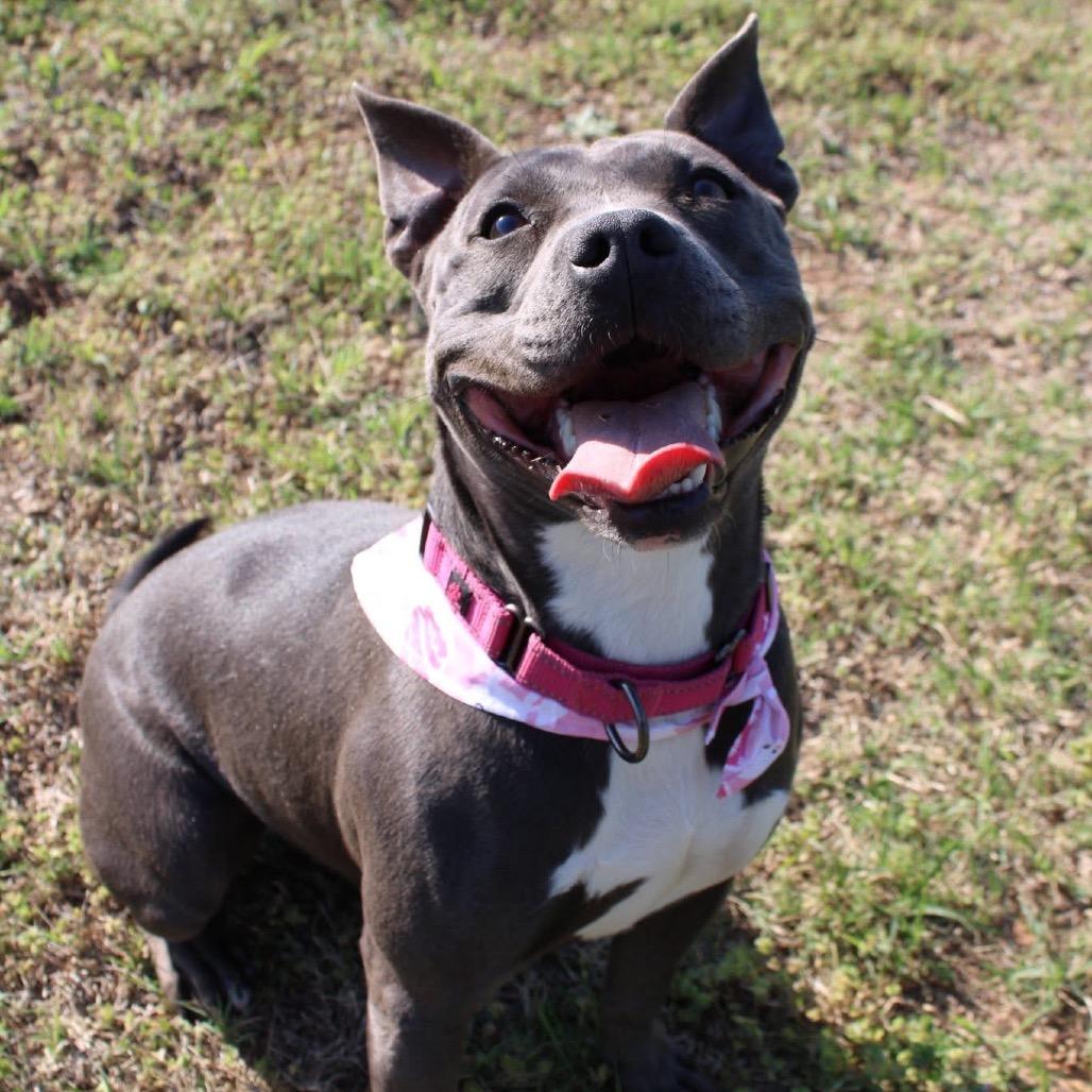 Enlarge Penny, a Adoptable Mixed Breed in Pauls Valley, OK image 5/6