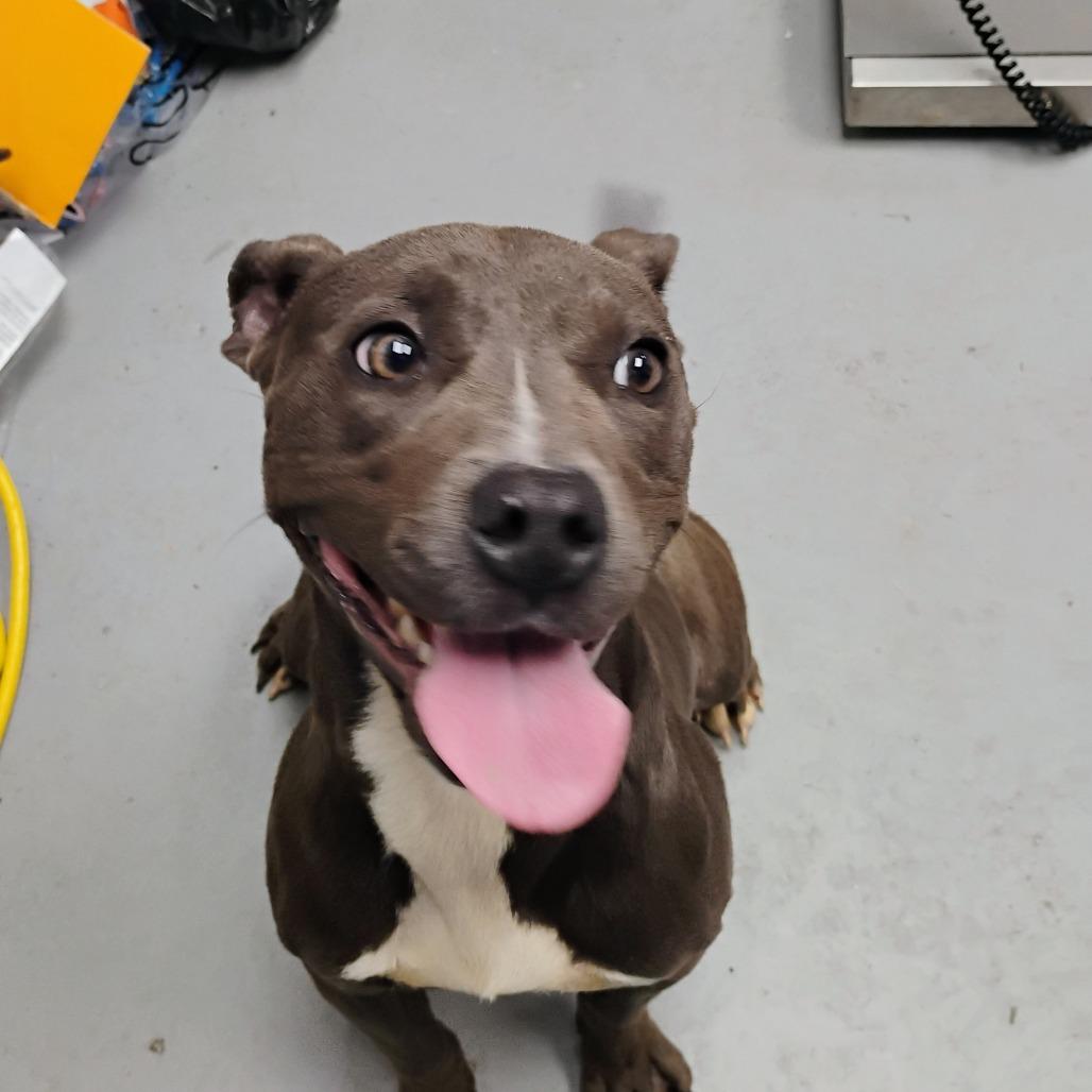 Enlarge Penny, a Adoptable Mixed Breed in Pauls Valley, OK image 6/6