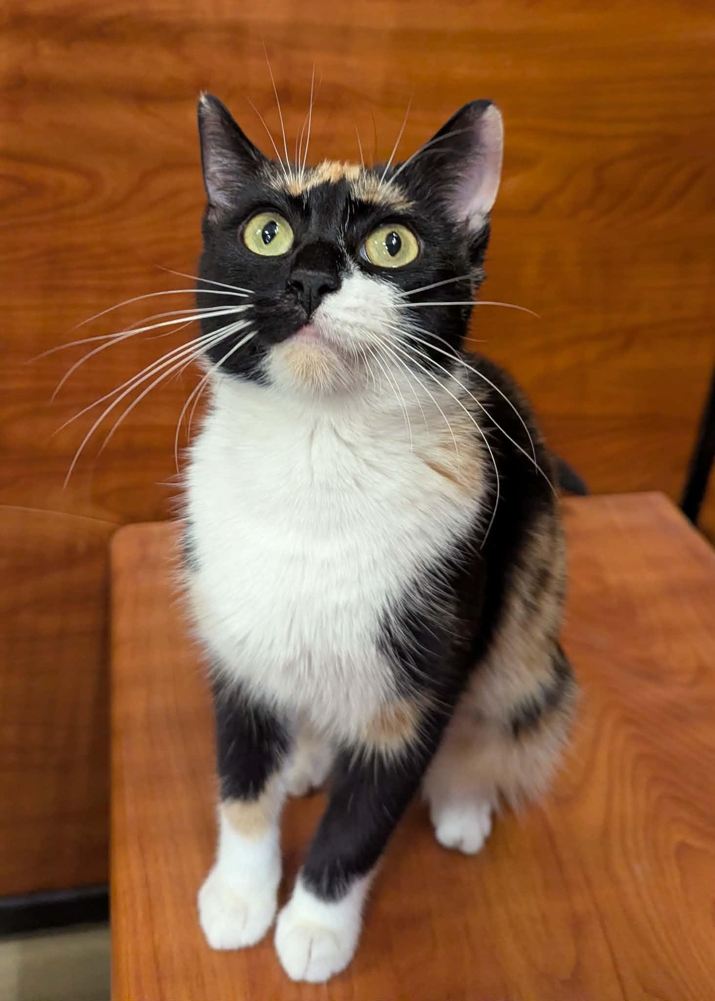 ZEKE, a Adoptable Domestic Short Hair in Tillsonburg, ON image 1/3