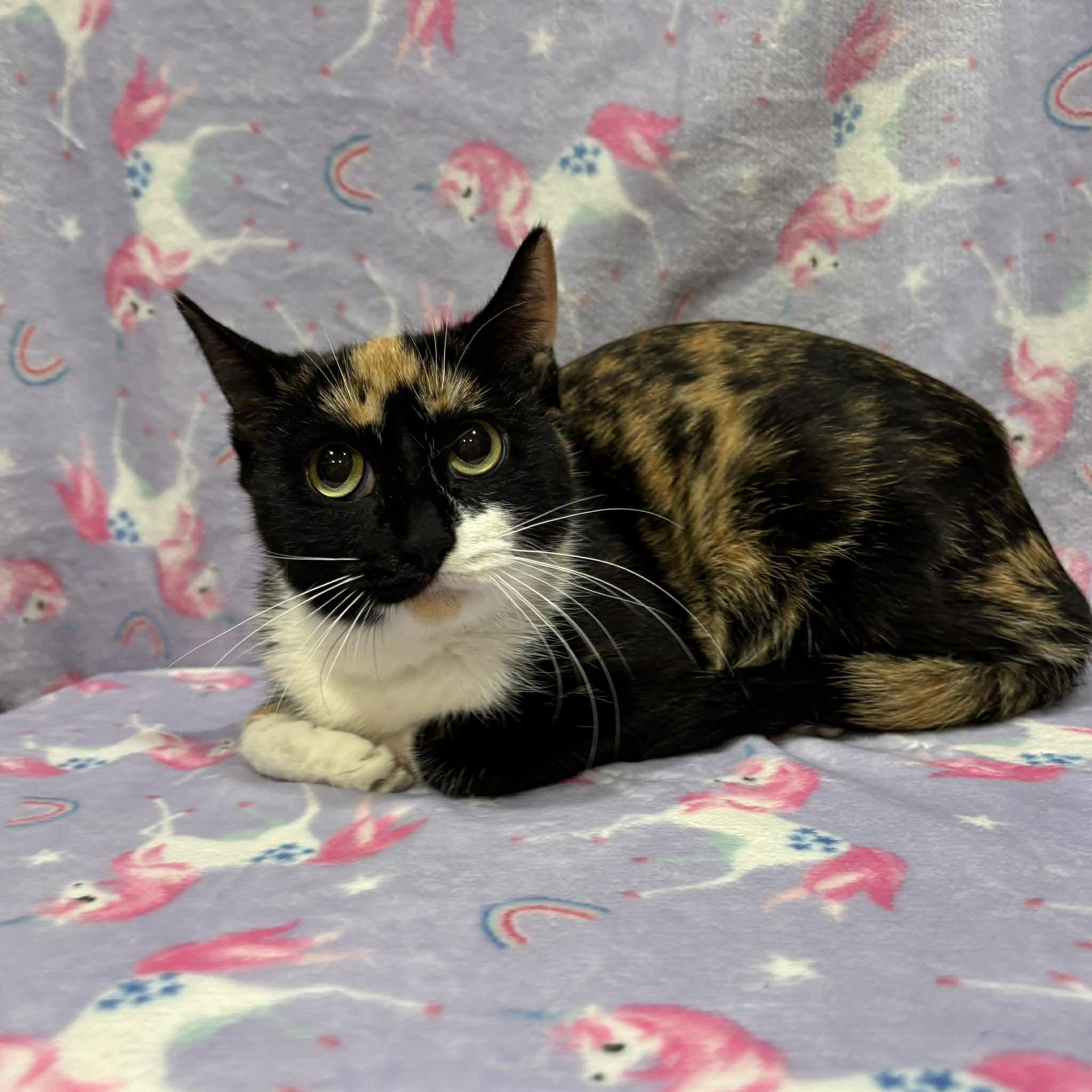 ZEKE, a Adoptable Domestic Short Hair in Tillsonburg, ON image 3/3