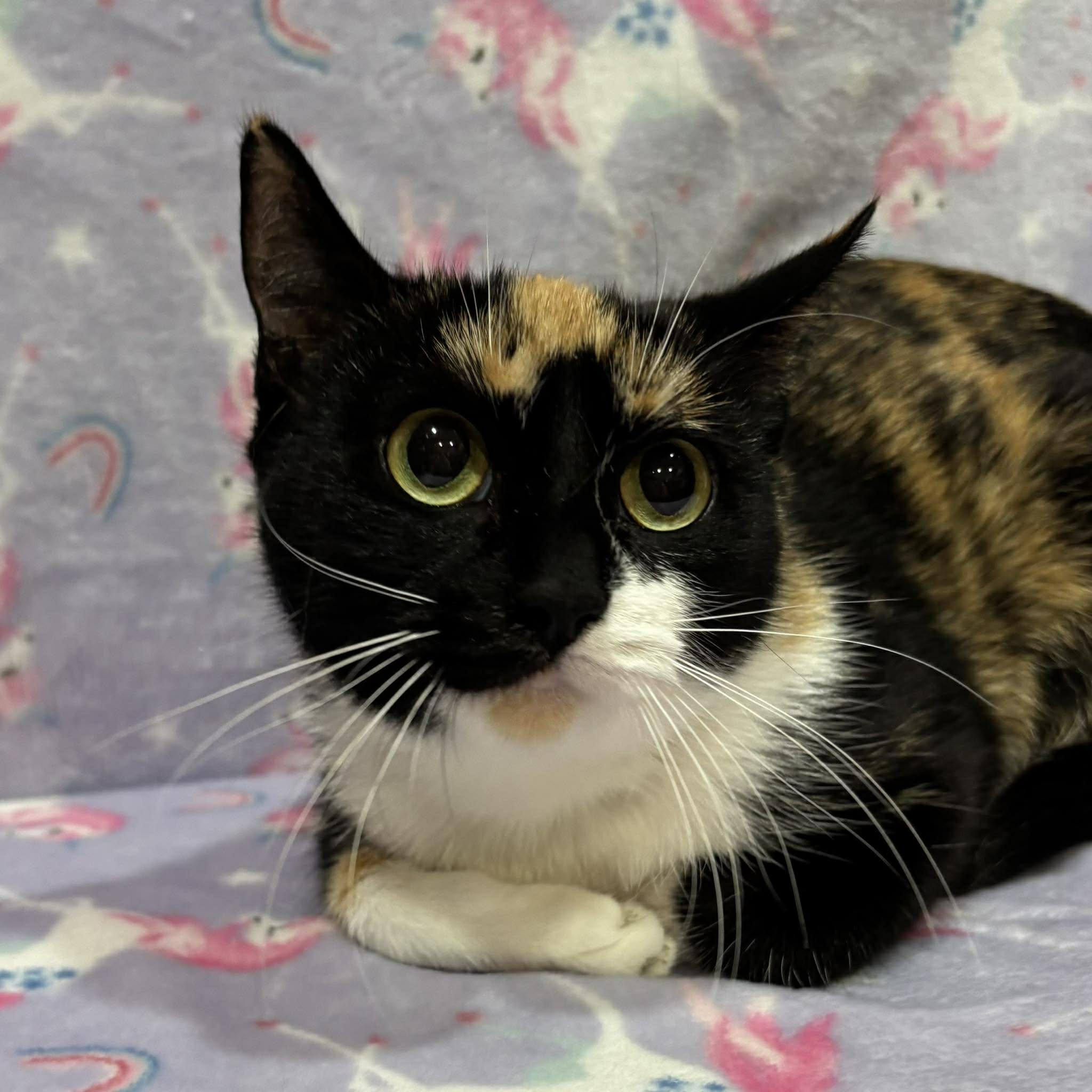 ZEKE, a Adoptable Domestic Short Hair in Tillsonburg, ON image 2/3