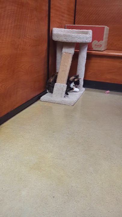 Enlarge ZEKE, an adopted Domestic Short Hair in Tillsonburg, ON video 4/6