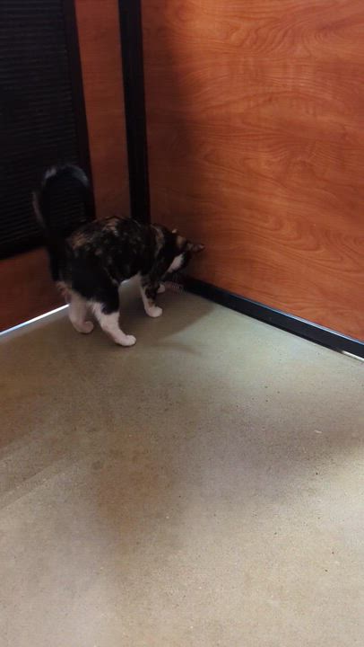 Enlarge ZEKE, an adopted Domestic Short Hair in Tillsonburg, ON video 6/6