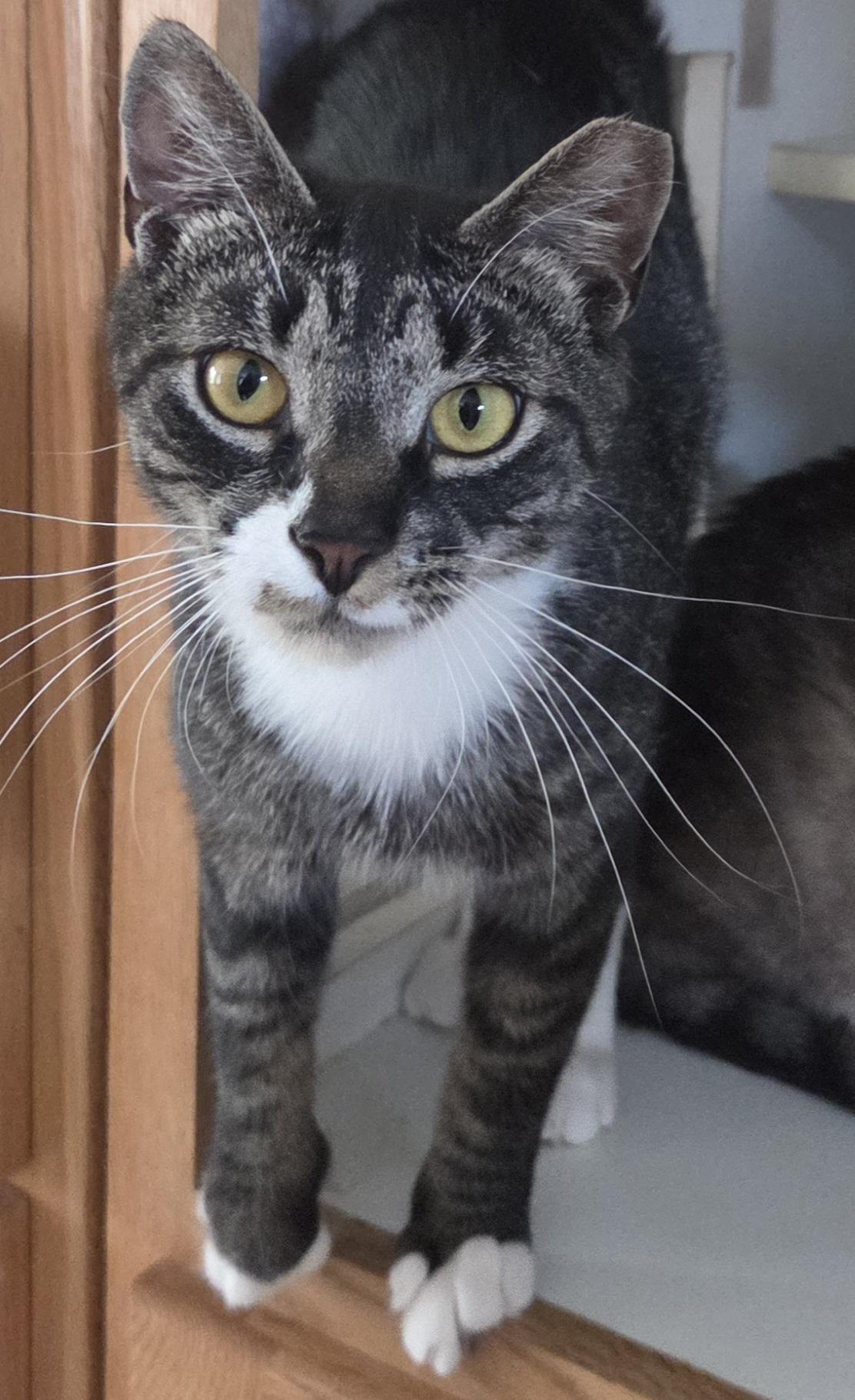 Enlarge Biscuits, a ADOPTABLE Domestic Short Hair in Mansfield Center, CT image 1/3