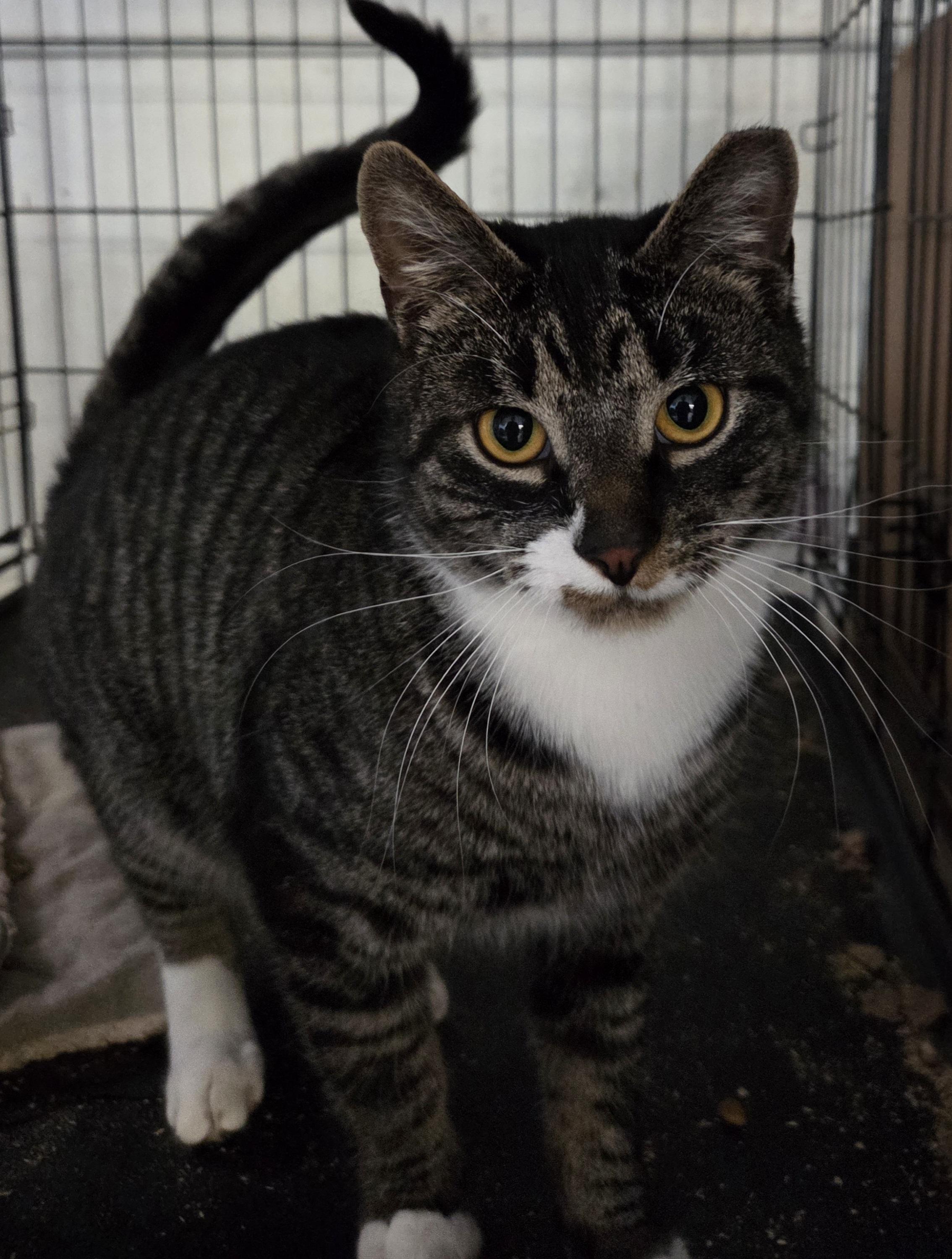 Enlarge Biscuits, a ADOPTABLE Domestic Short Hair in Mansfield Center, CT image 3/3