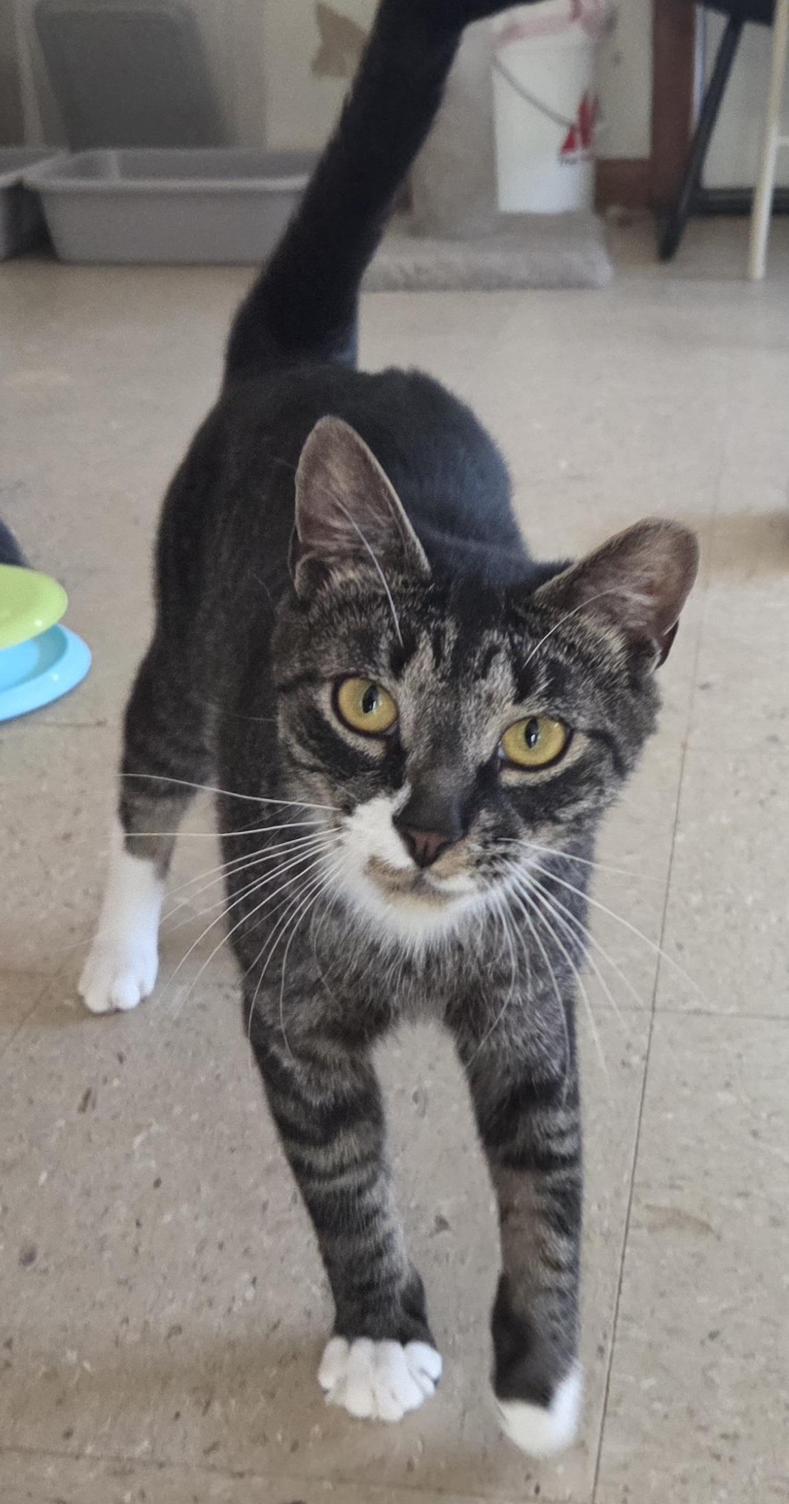 Enlarge Biscuits, a ADOPTABLE Domestic Short Hair in Mansfield Center, CT image 2/3