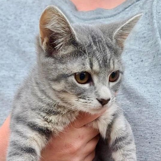 Enlarge Sassy, a Adoptable mixed breed in Gastonia, NC image 1/1