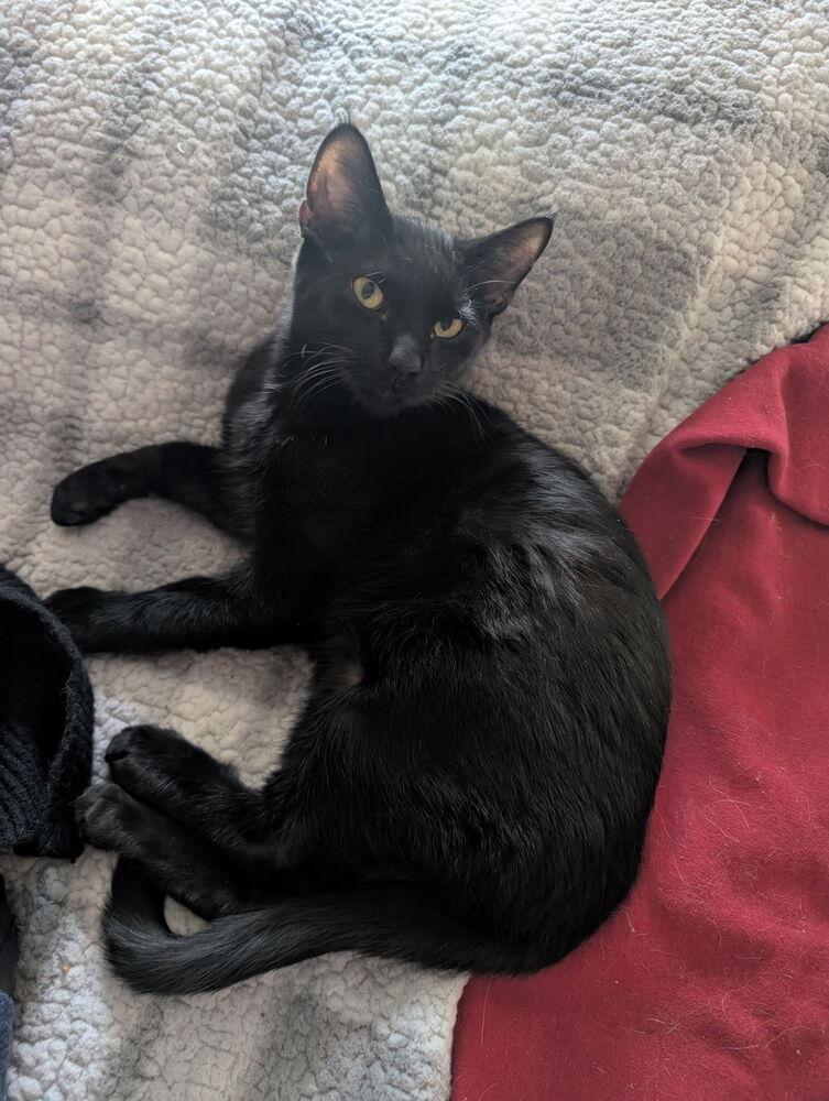 Enlarge Ray, a Adoptable Domestic Short Hair in Albuquerque, NM image 1/2