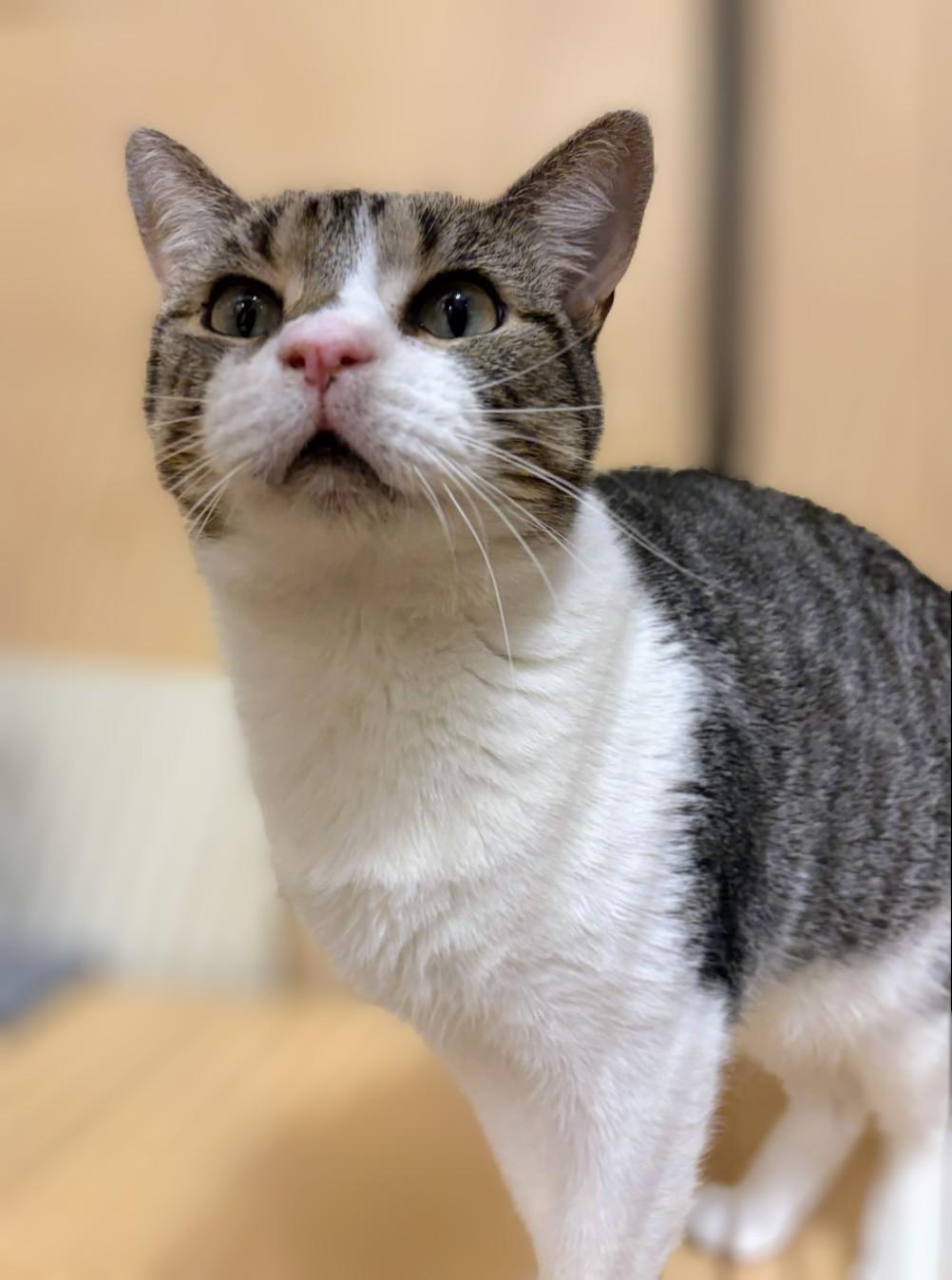 Whistle, adopted, Adult Male Domestic Short Hair & Tabby.