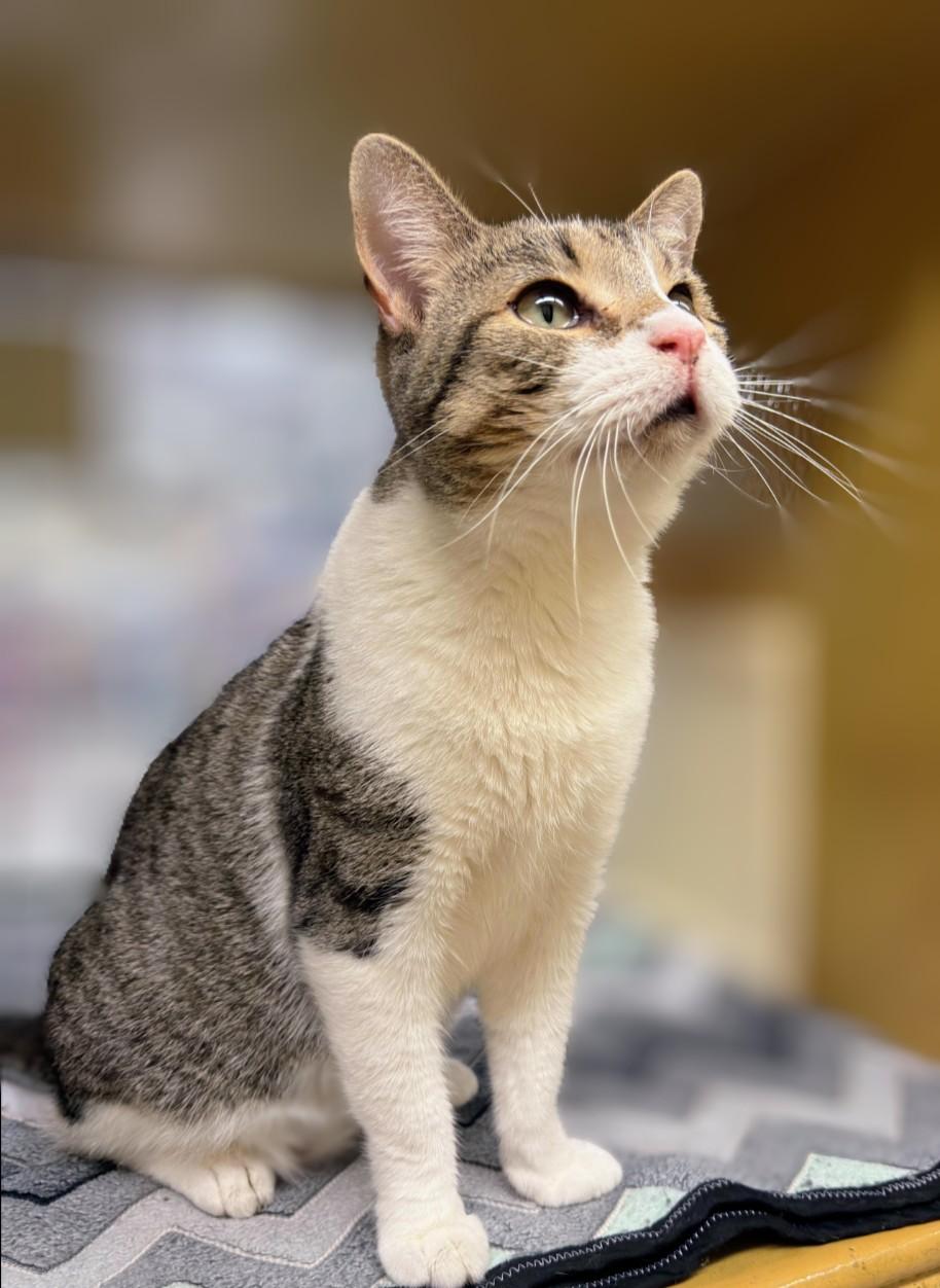Whistle, an adopted mixed breed in Pearland, TX image 2/6