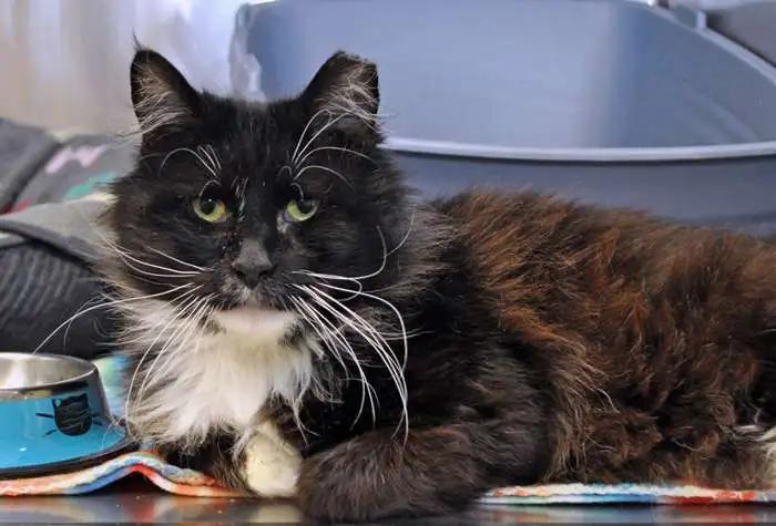 Enlarge Cairn, a Adopted Domestic Medium Hair in Coupeville, WA image 2/3