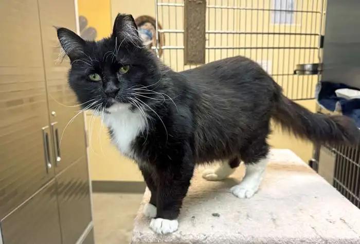 Enlarge Cairn, a Adopted Domestic Medium Hair in Coupeville, WA image 3/3