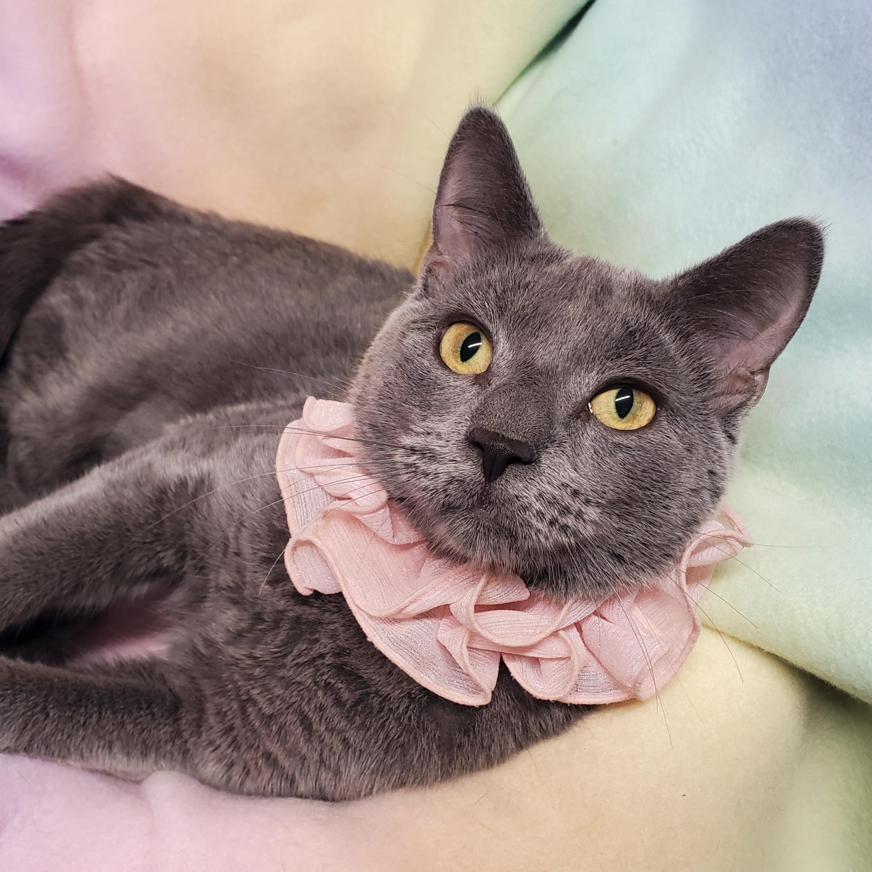 Enlarge Smooshy, an adopted Domestic Short Hair in Marseilles, IL image 1/1