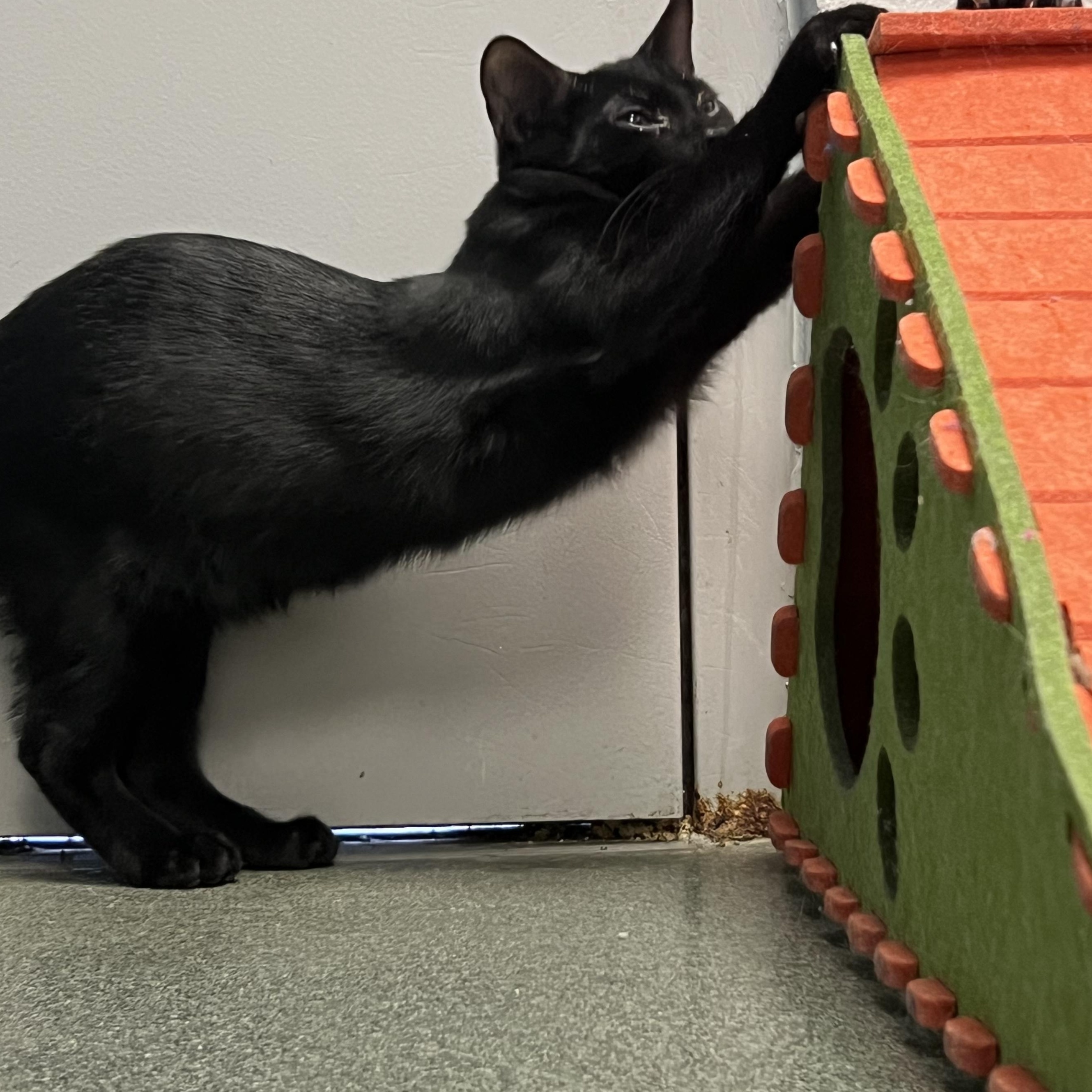 Cyclops, a Adoptable Domestic Short Hair in Mount Pleasant, MI image 2/2