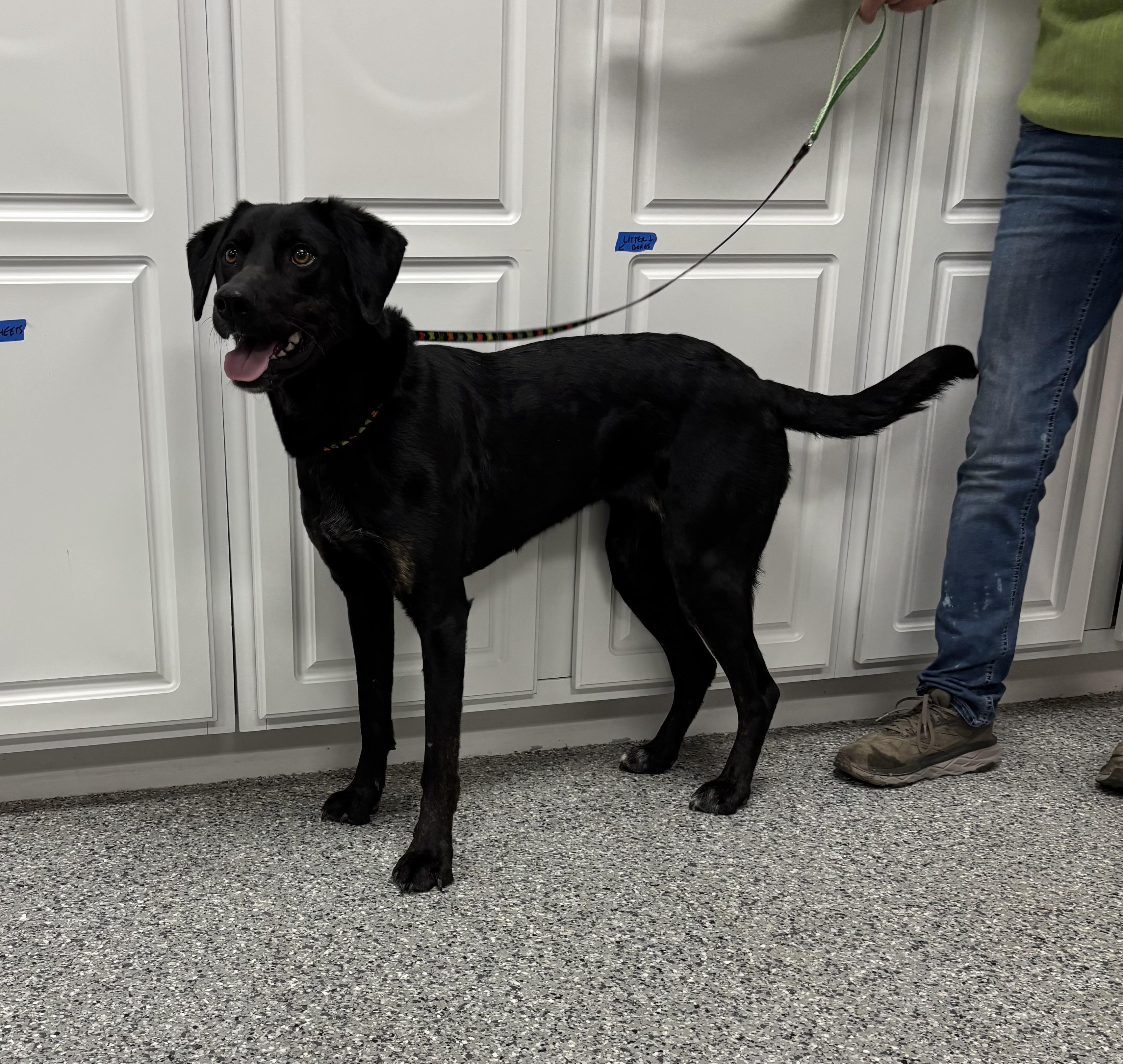 Enlarge Allie, an adopted mixed breed in Torrington, WY image 2/3