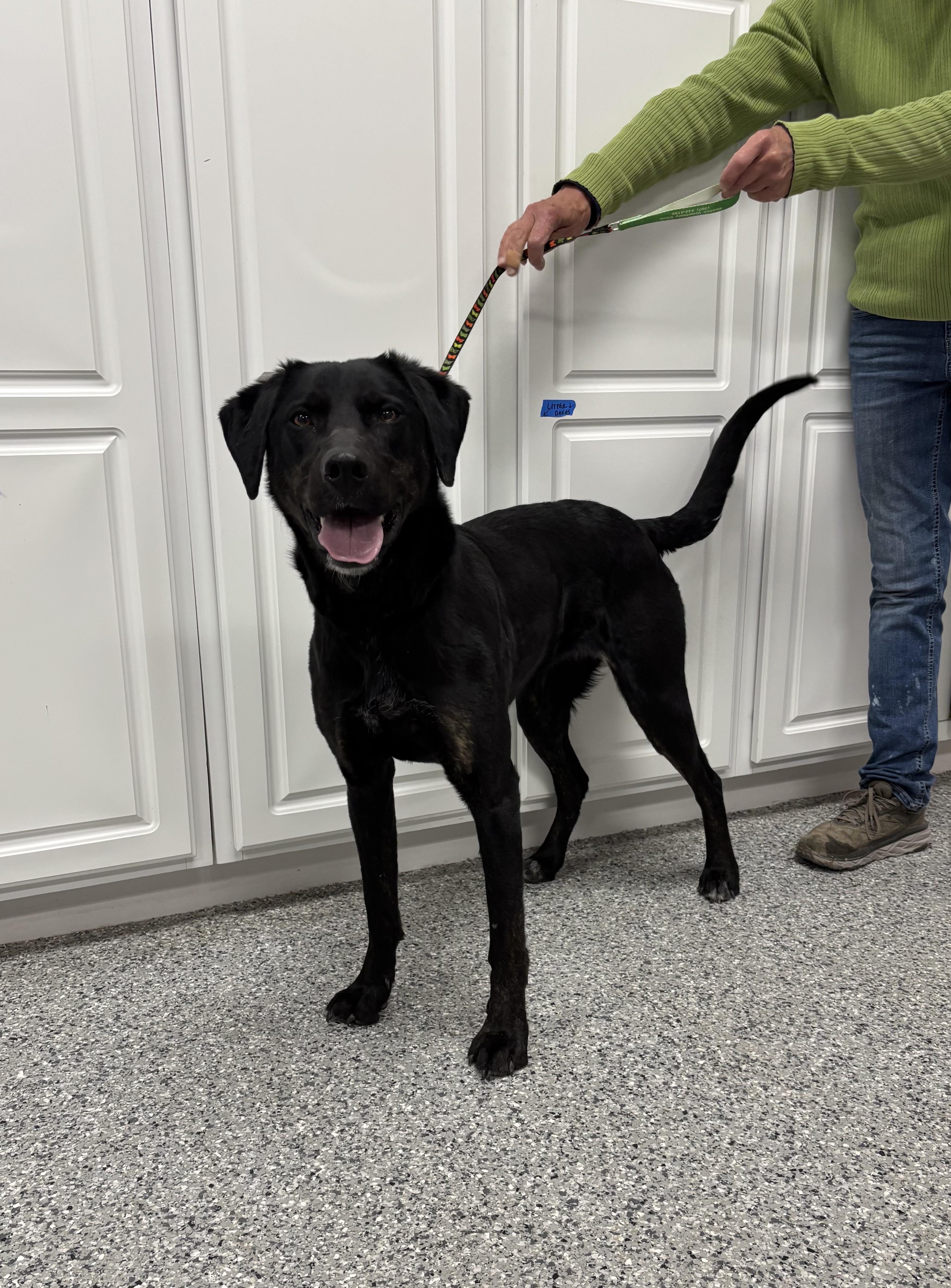 Allie, adopted, Adult Female Black Labrador Retriever.