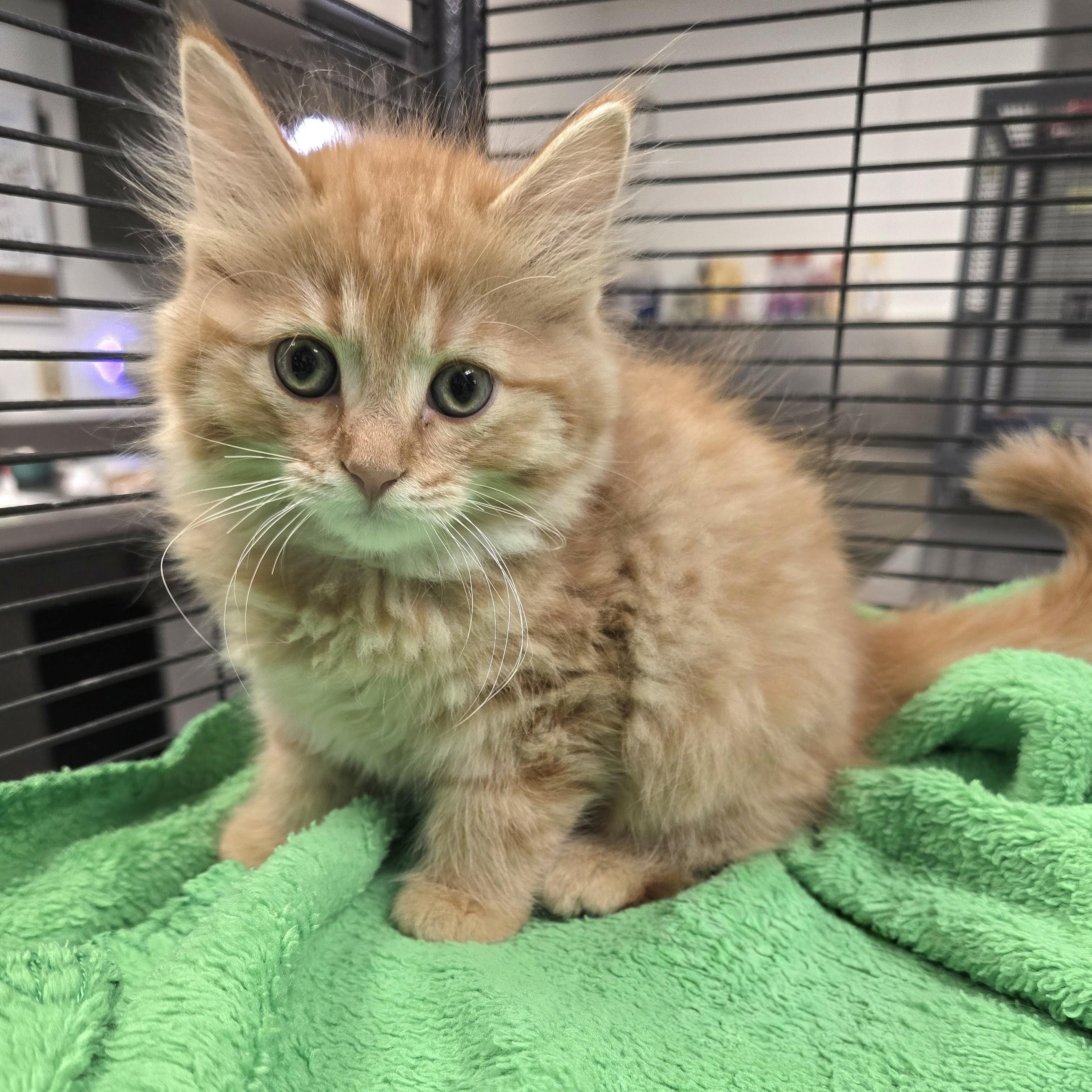 Enlarge Sunny, a Adopted mixed breed in Mount Carmel, IL image 1/2