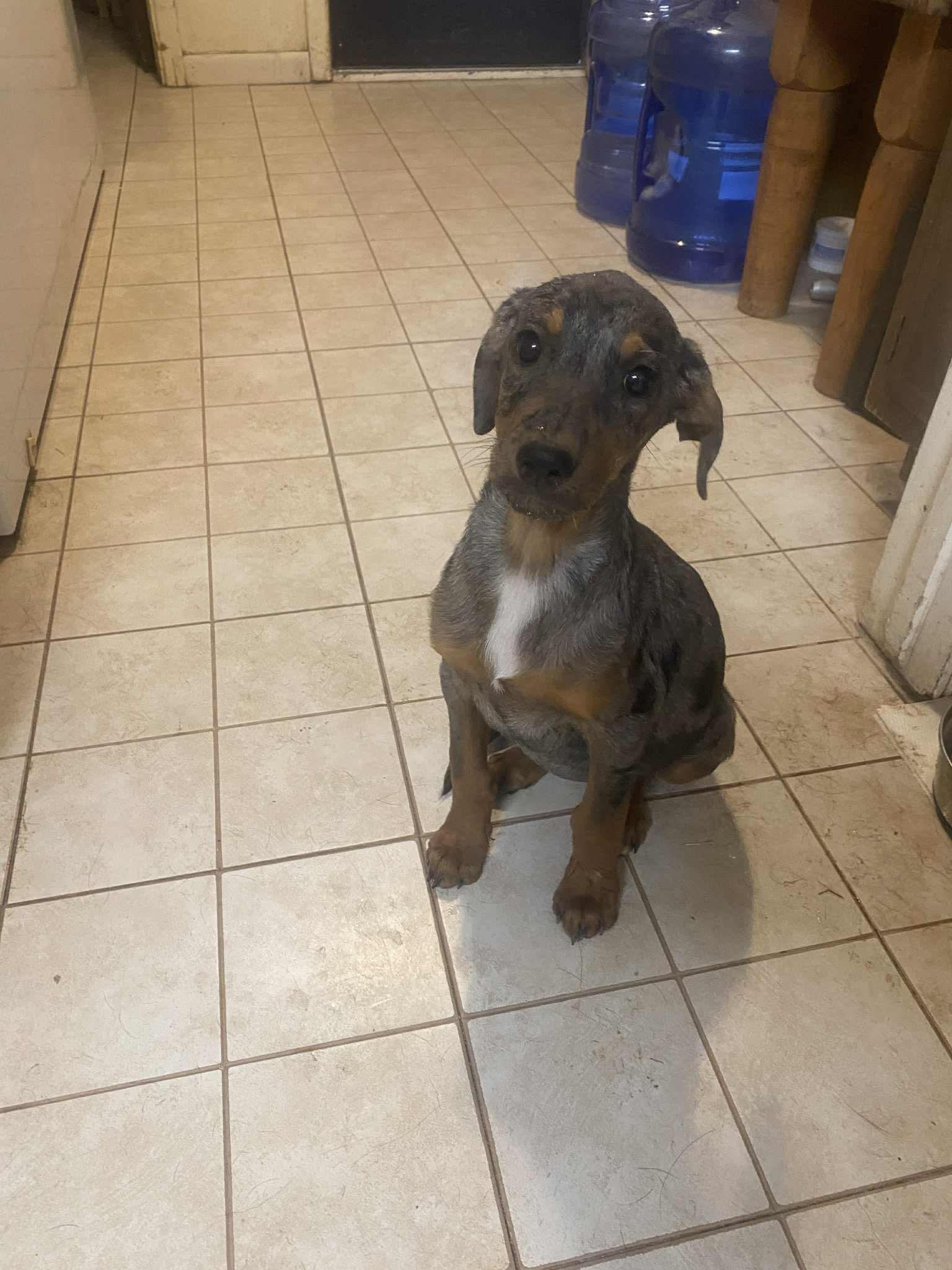 Juniper