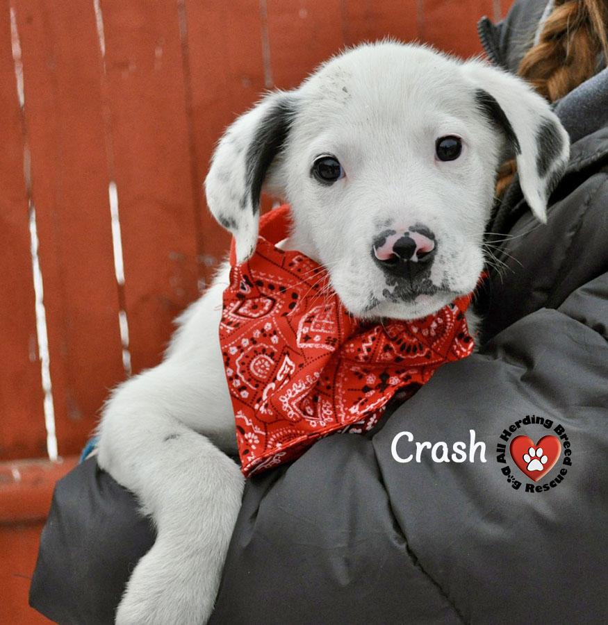 Crash, an adopted Great Pyrenees in Joliet, IL image 3/3