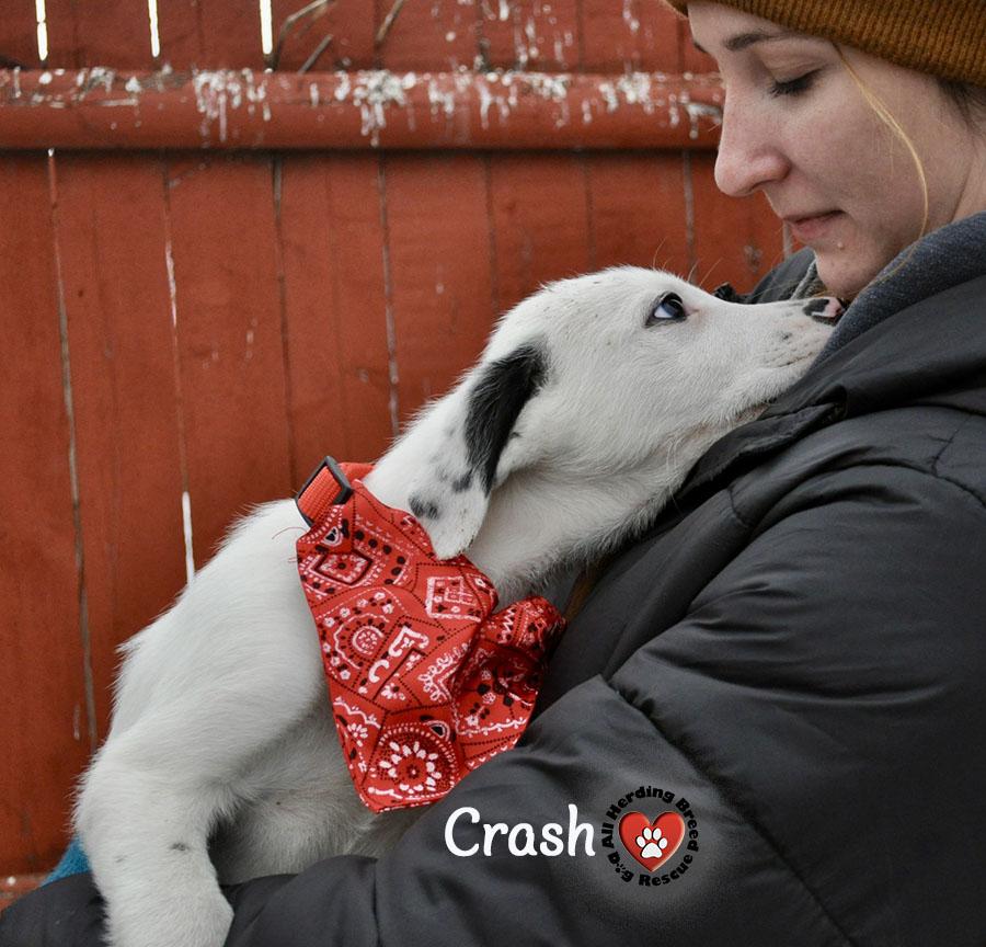 Crash, an adopted Great Pyrenees in Joliet, IL image 2/3