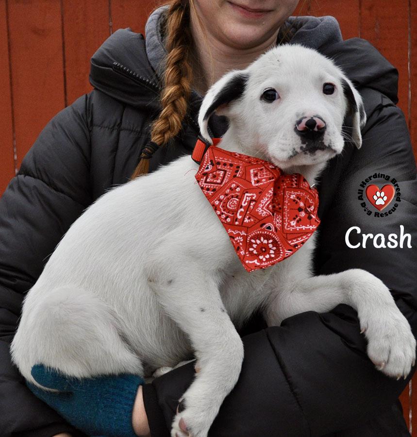 Crash, an adopted Great Pyrenees in Joliet, IL image 1/3