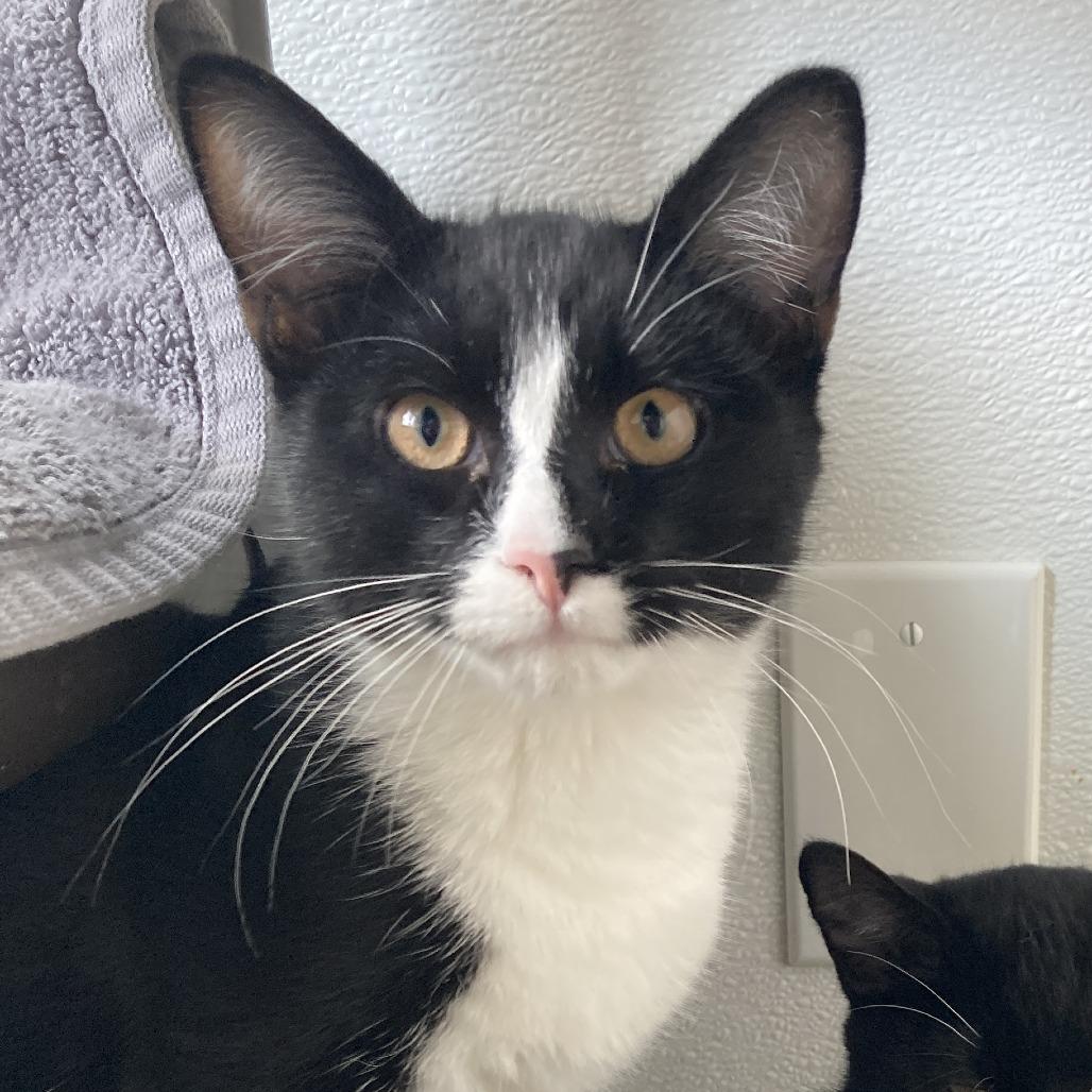 Enlarge Chespirito, a Adoptable Domestic Short Hair in St. Helena, CA image 1/2