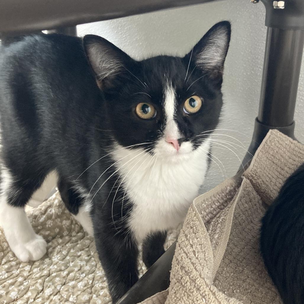 Enlarge Chespirito, a Adoptable Domestic Short Hair in St. Helena, CA image 2/2