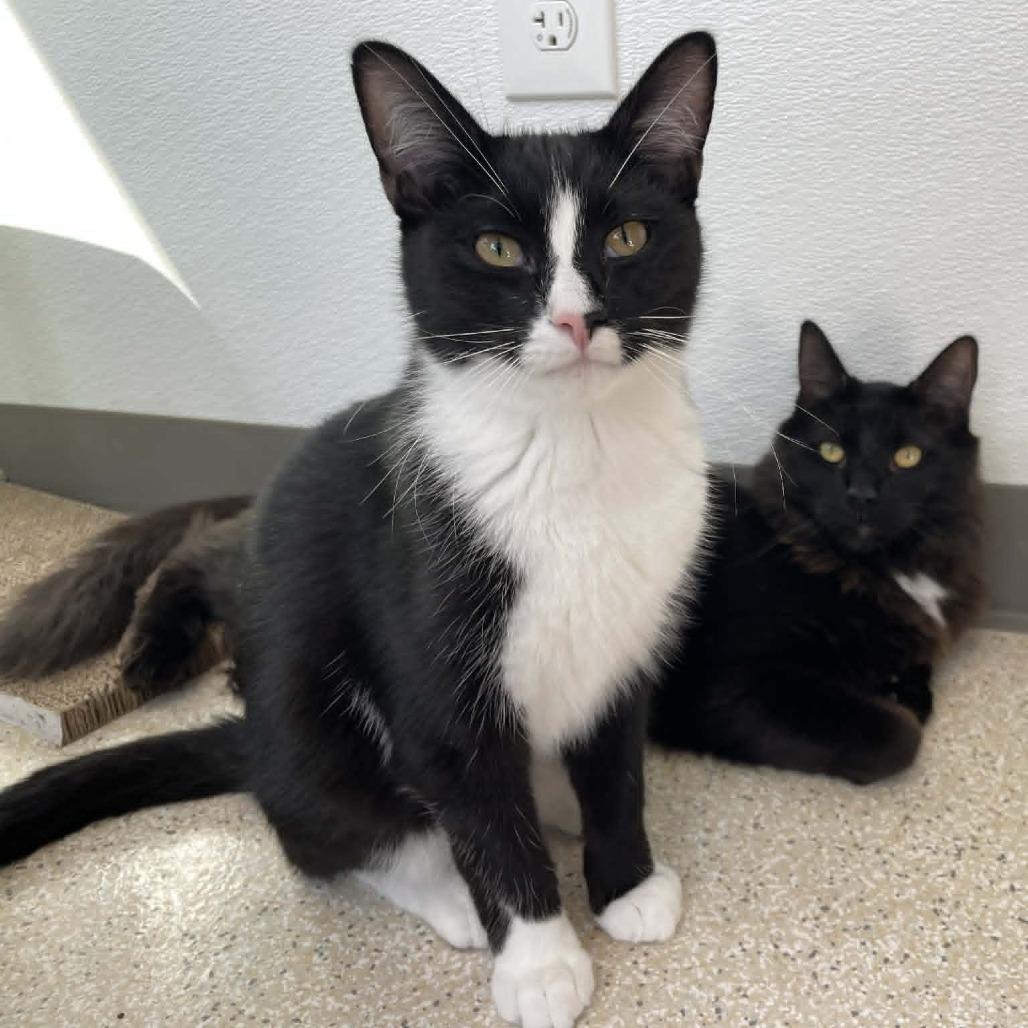 Enlarge Chespirito, a Adoptable Domestic Short Hair in St. Helena, CA image 3/3