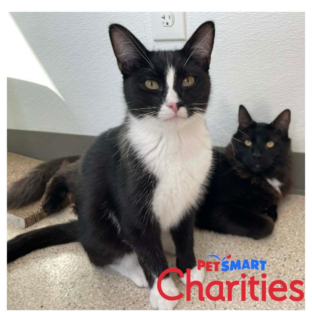 Chespirito, a Adoptable Domestic Short Hair in St. Helena, CA image 4/6