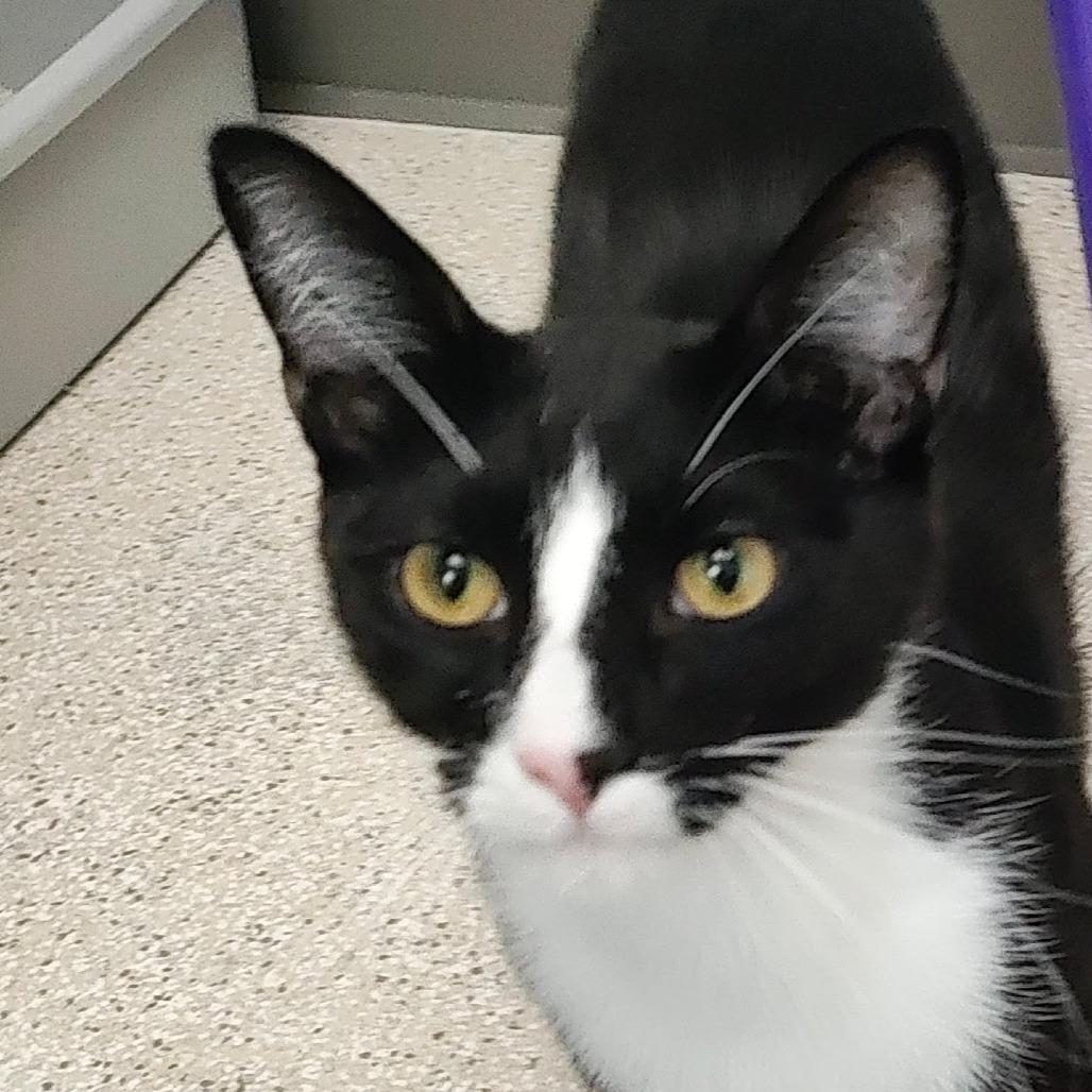 Enlarge Chespirito, a Adoptable Domestic Short Hair in St. Helena, CA image 4/6