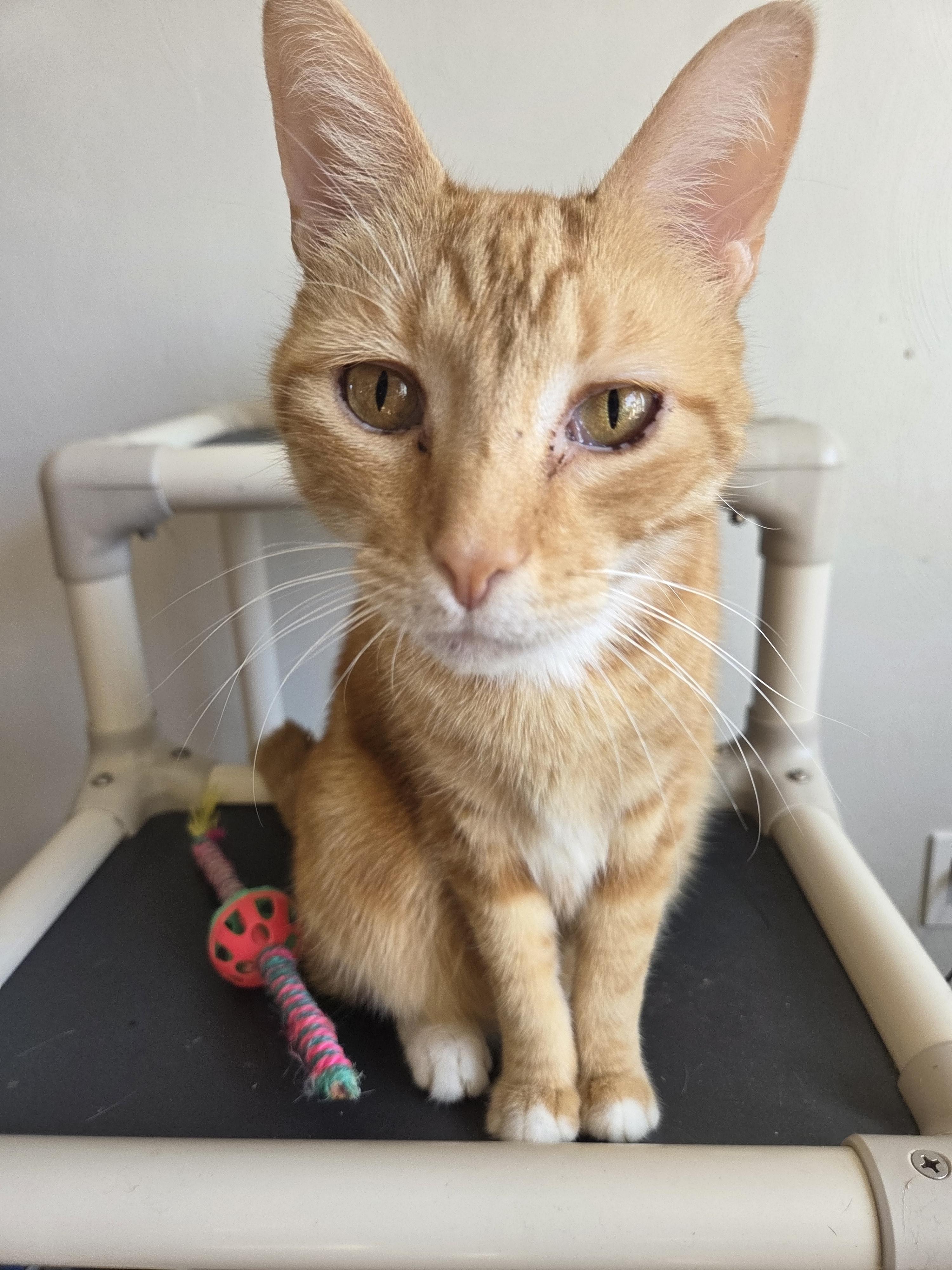 Enlarge Doug, a Adoptable Domestic Short Hair in New Kensington, PA image 2/3