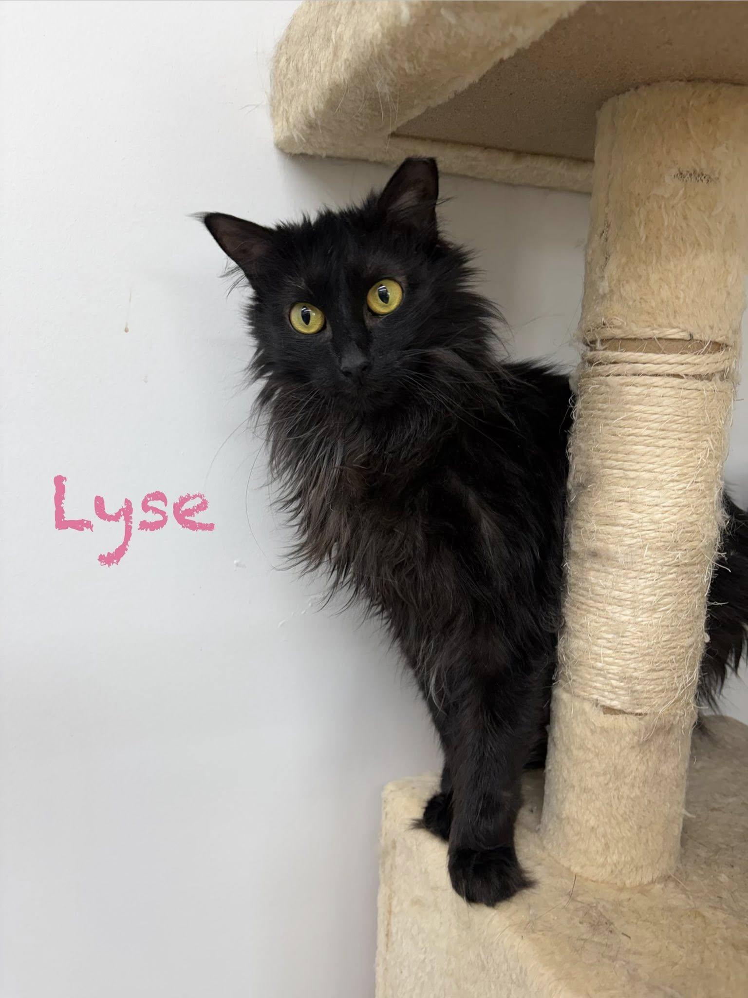 Lyse, ADOPTABLE, Young Female Domestic Long Hair.